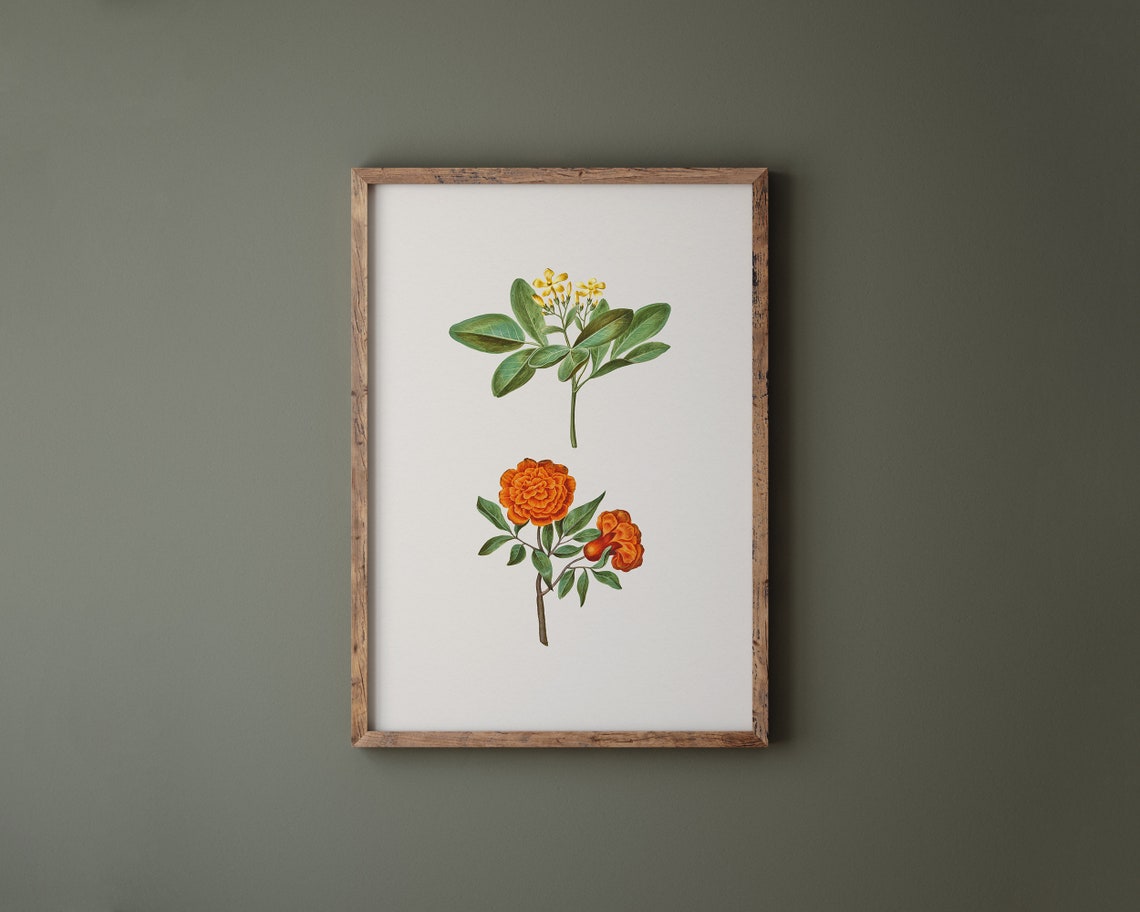 Yellow Jasmine and Pomegranate Blossom Botanical Art Print Pair