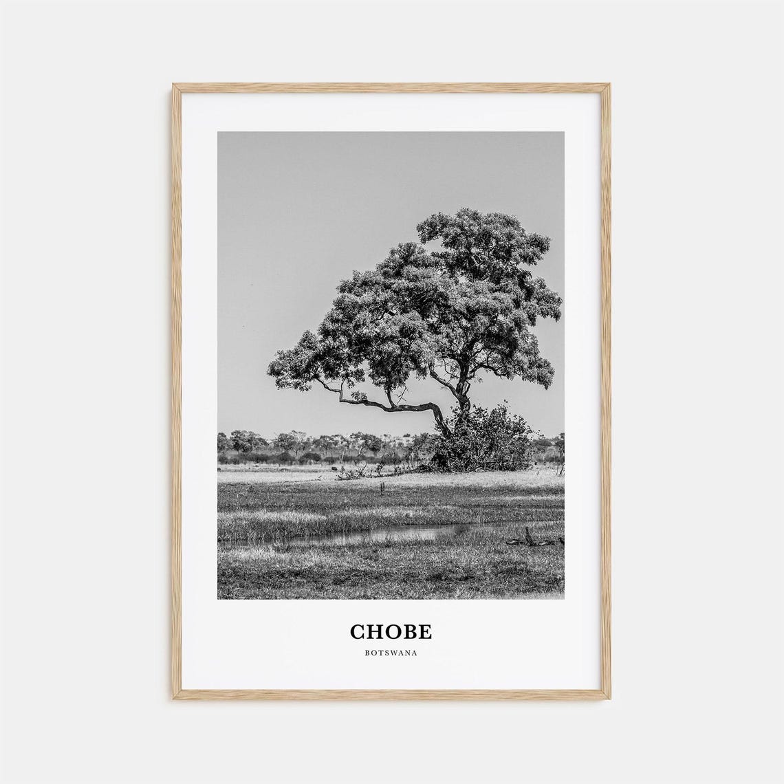 Chobe Botswana Lone Acacia Tree Over Savanna Landscape Poster