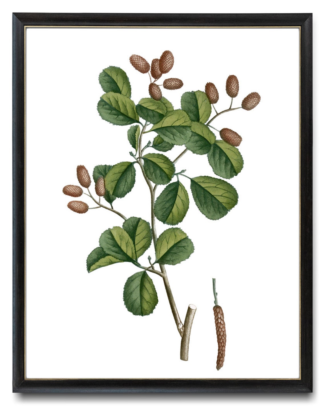 Black Alder Cones Catkins Vintage Botanical Illustration Print - Image 3