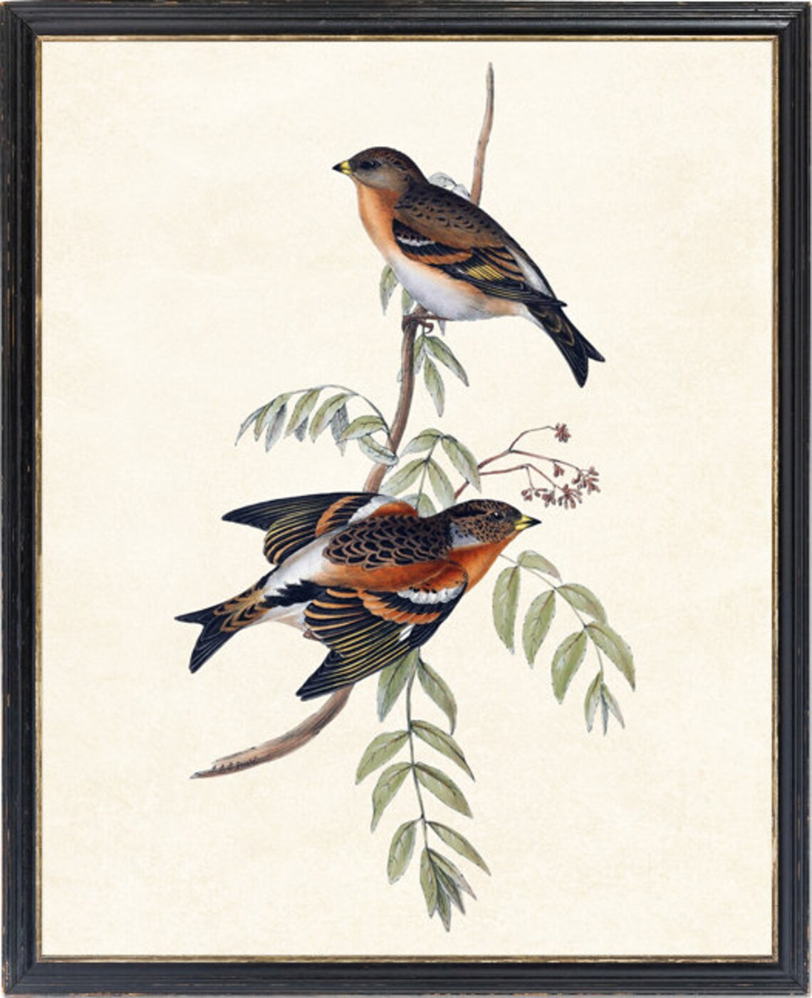 Bramble Finch Vintage Bird Botanical Art Print - Image 2