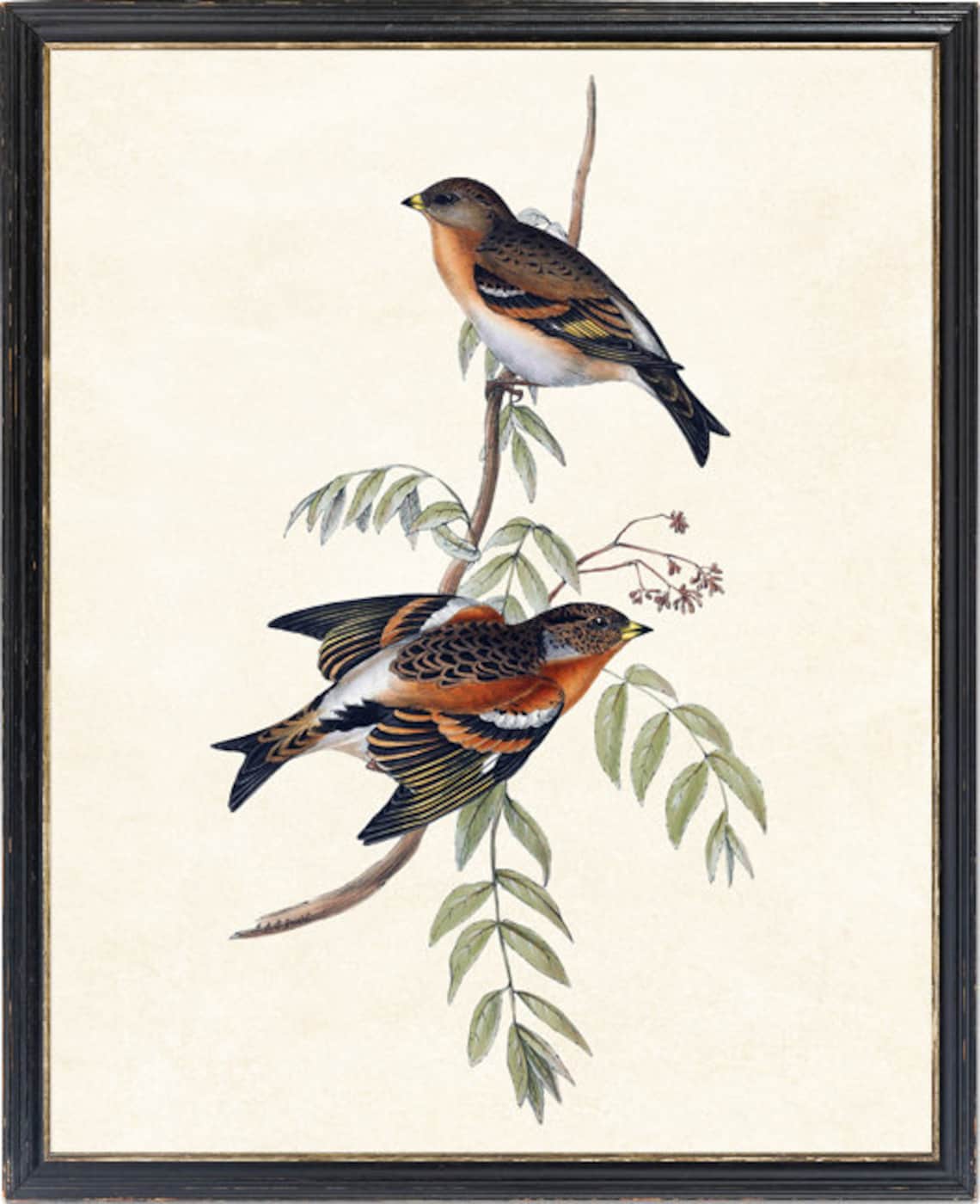 Bramble Finch Vintage Illustration Bird Art Print - Image 4