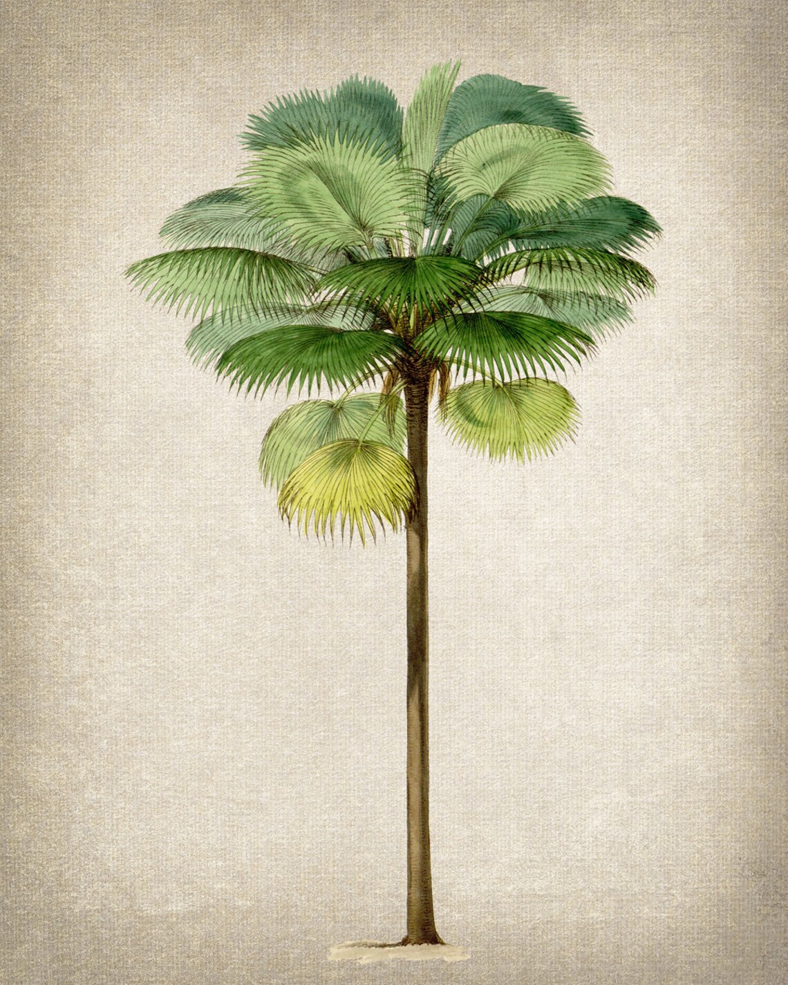Tropical Palm Tree Antique Illustration Art Print - Image 2
