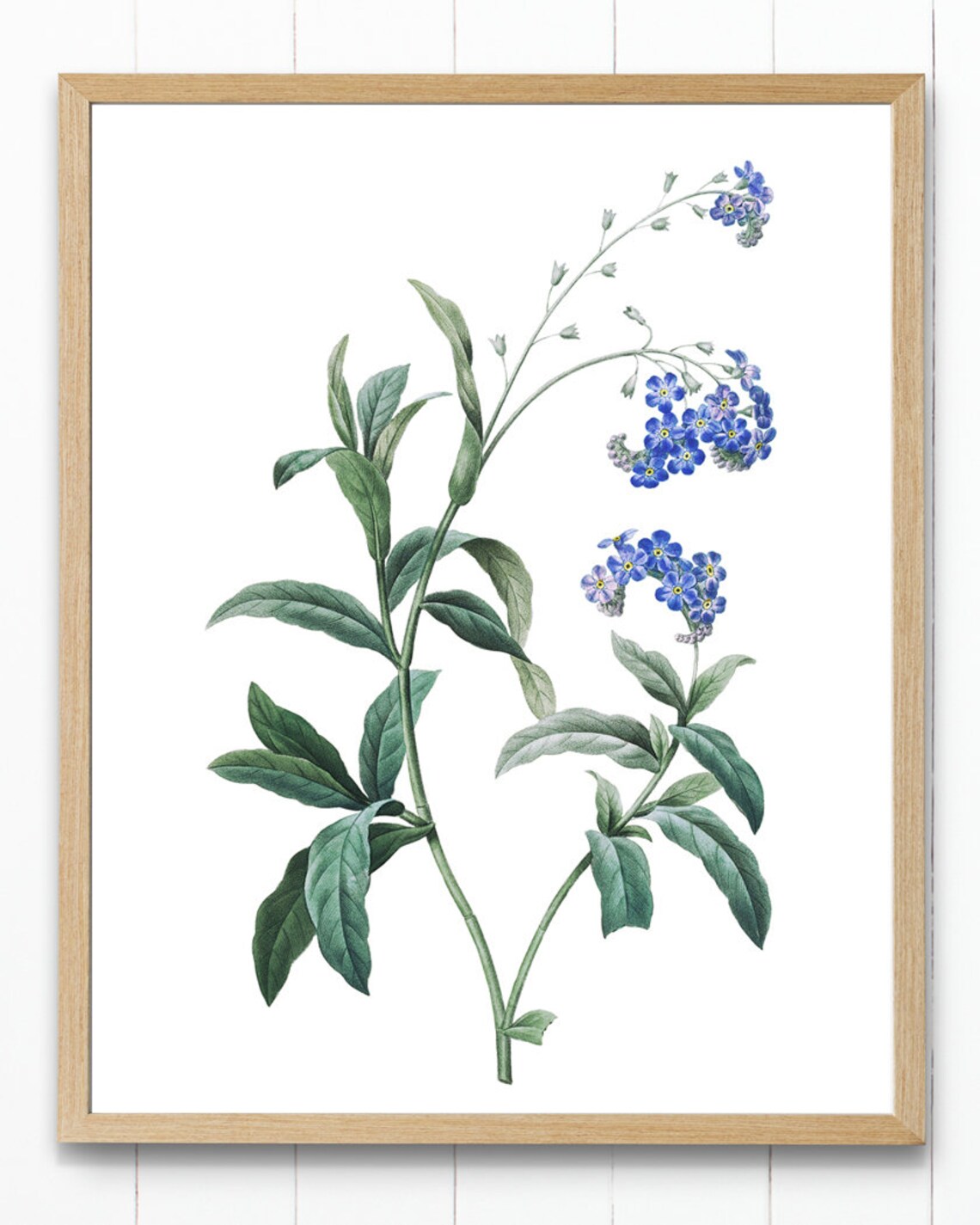 Forget Me Not Flower, Vintage Botanical Art Print - Image 2