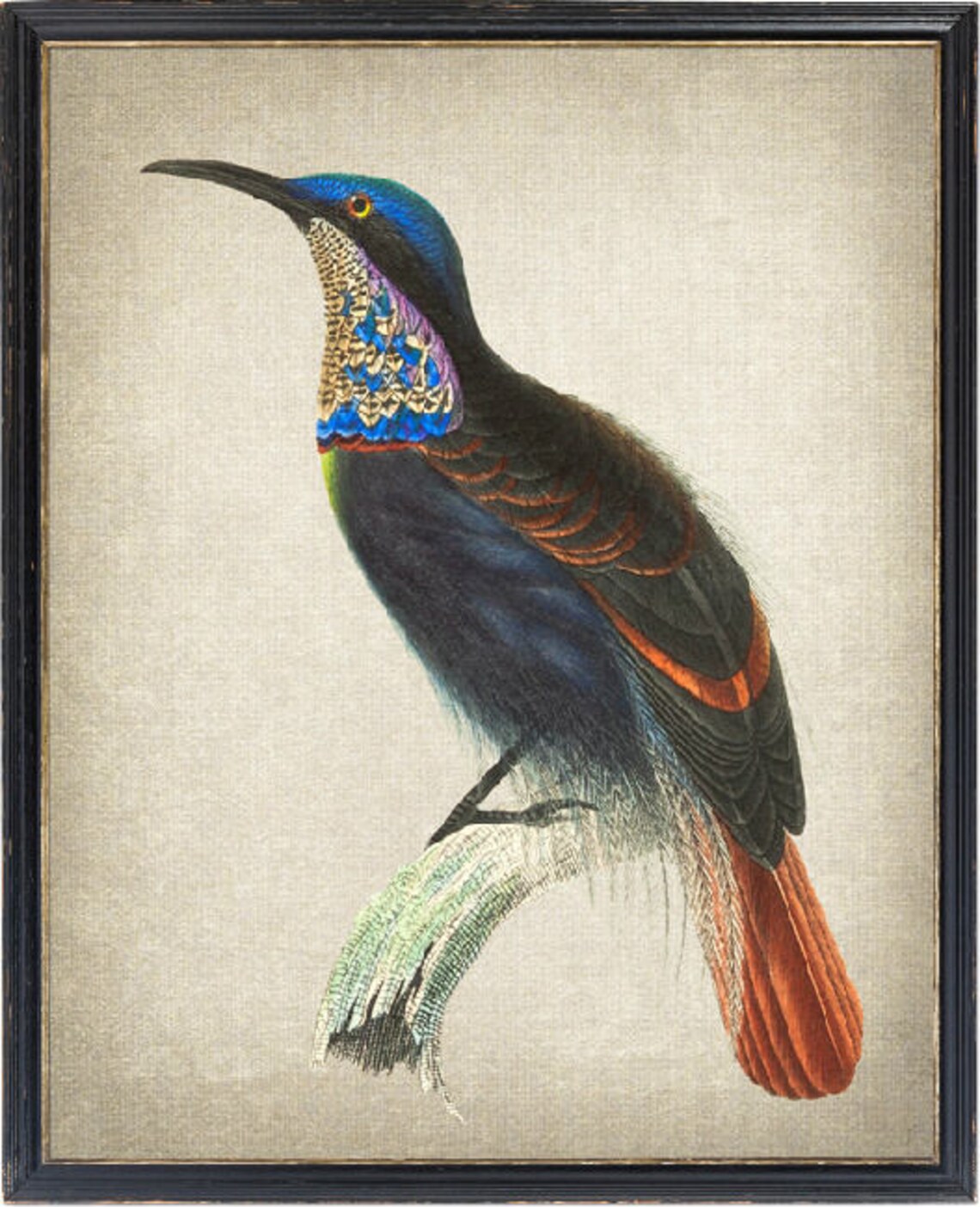 Magnificent Riflebird Vintage Ornithological Illustration Poster