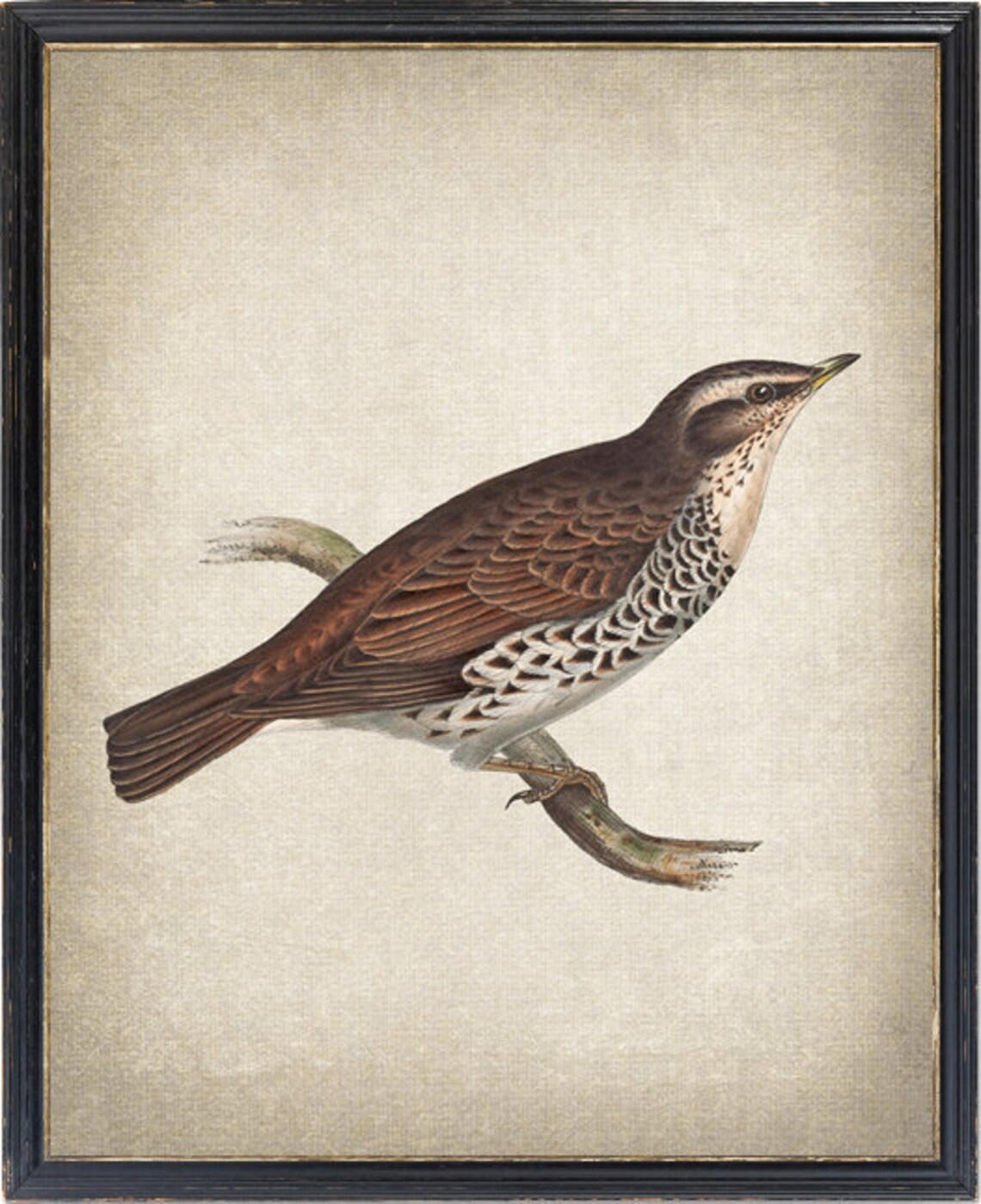 Vintage Naumann's Thrush Bird Art Print