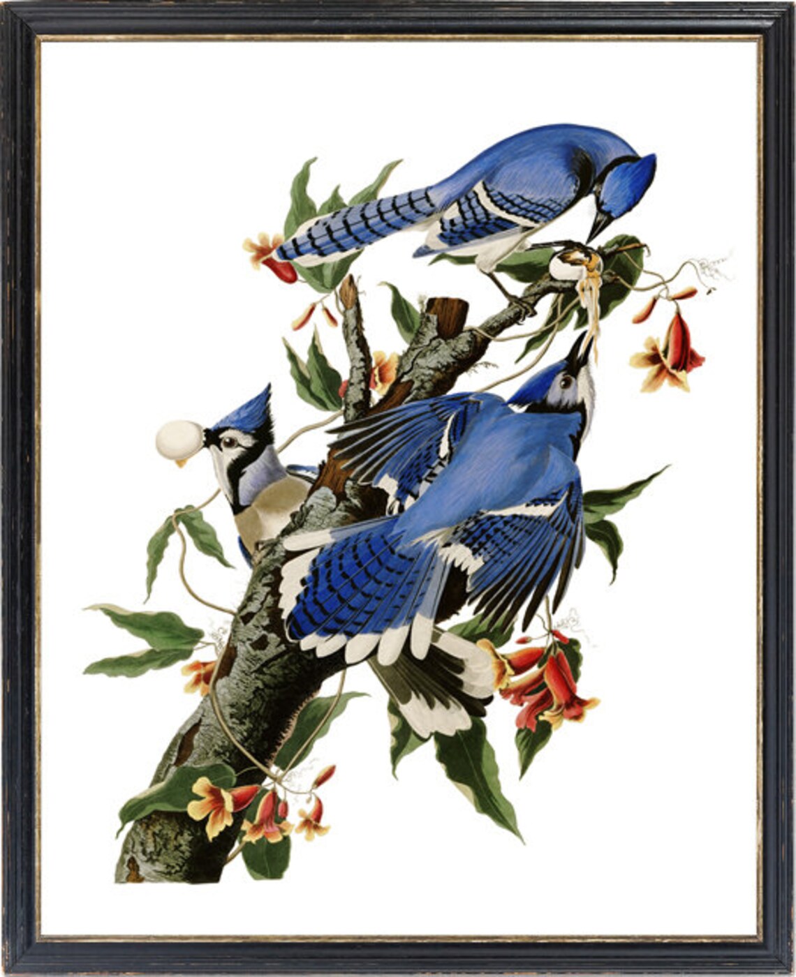 Audubon Blue Jays Vintage Bird Illustration Art Print - Image 3