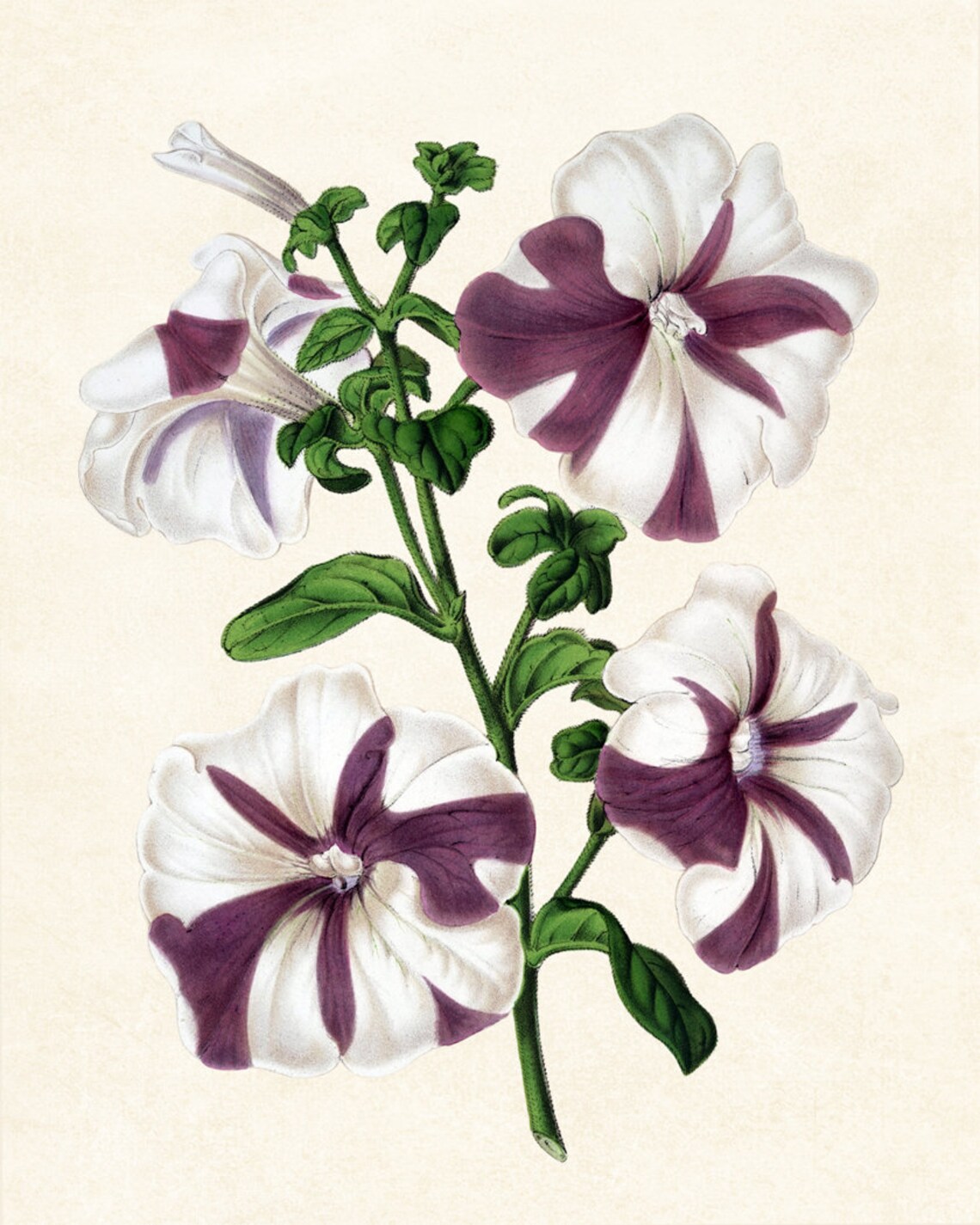 Purple Striped Petunia Blossom Vintage Floral Botanical Art Poster - Image 3