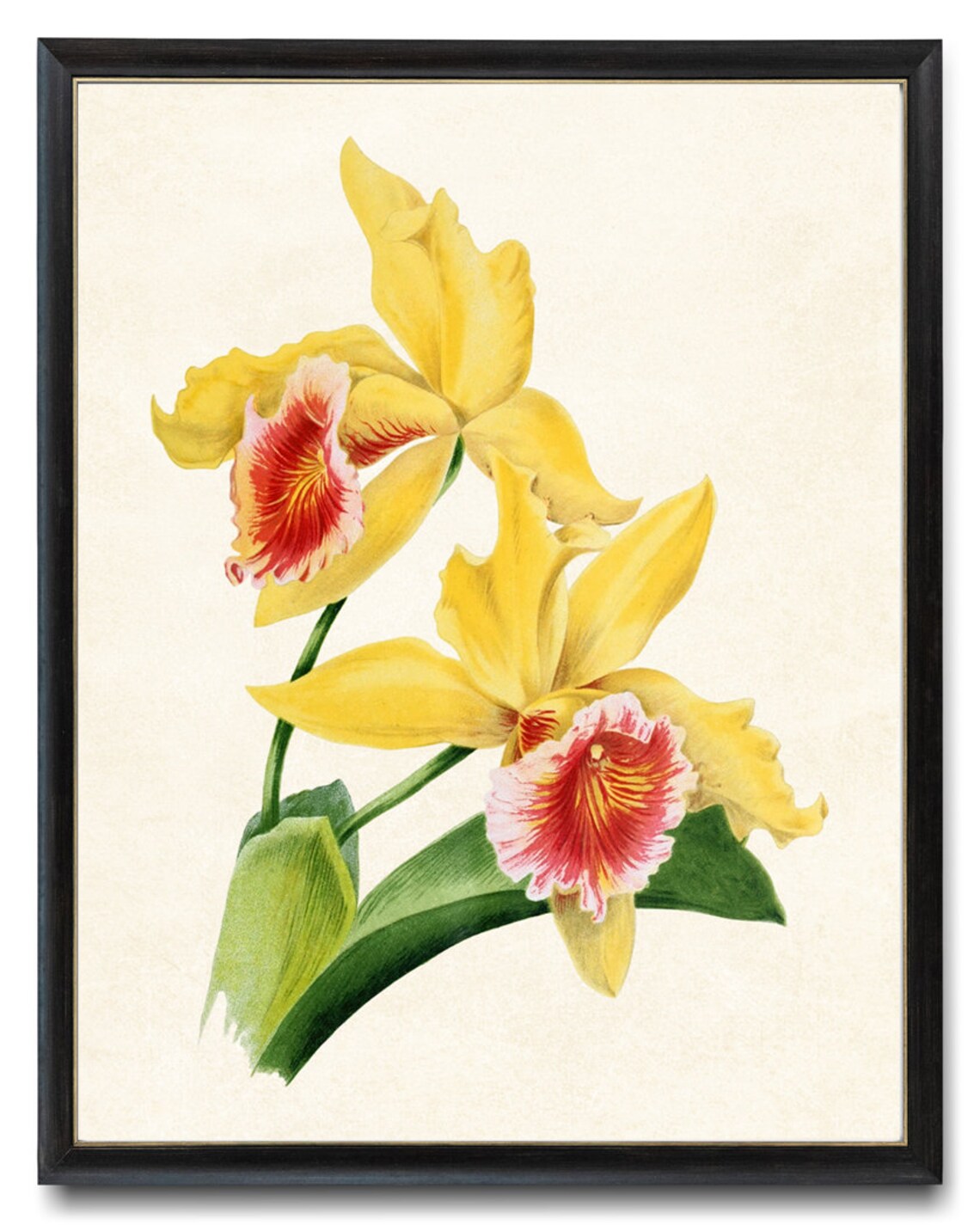 Yellow Orchid Blossoms with Red Throat Vintage Botanical Poster