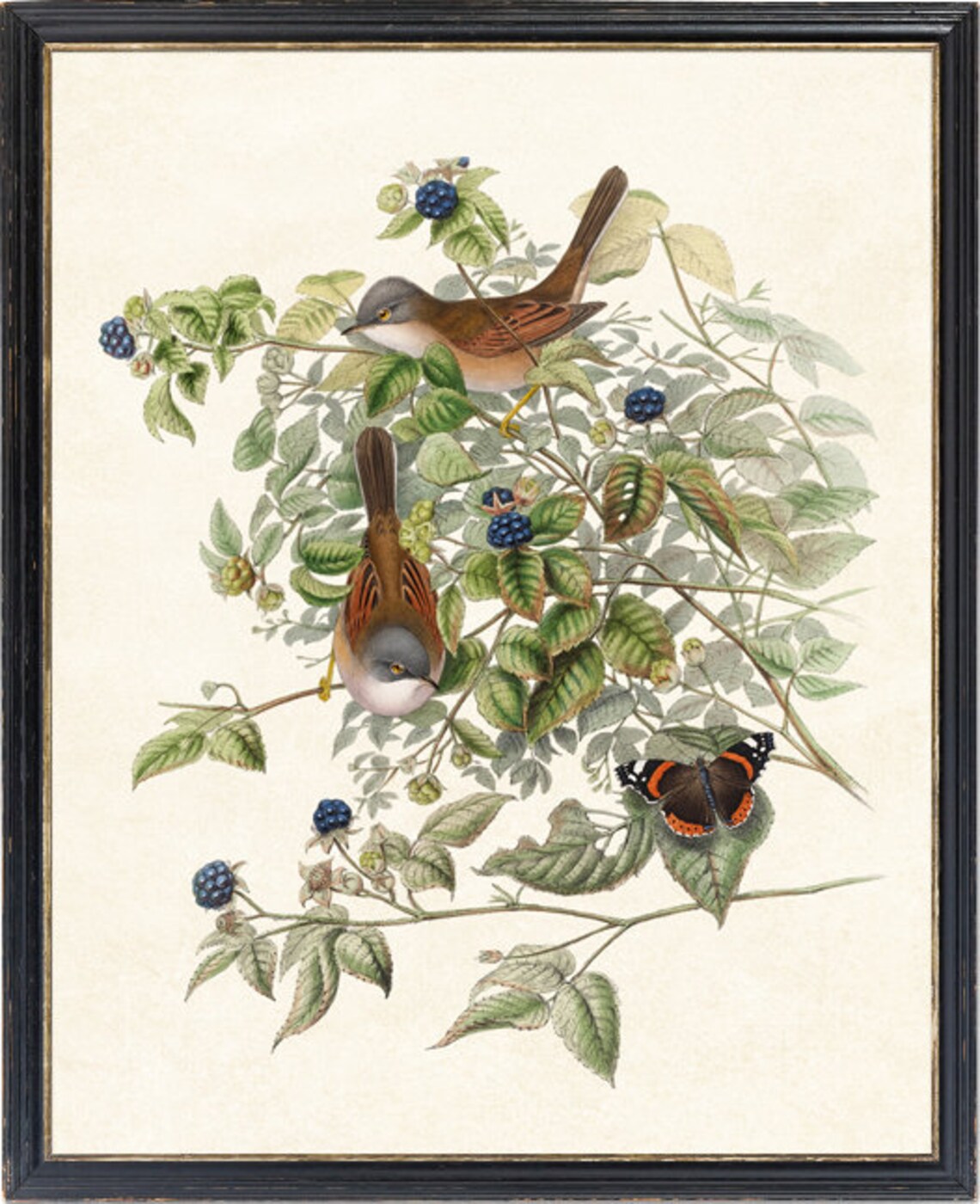 Vintage Common Whitethroat Bird And Botanical Art Print - Image 4