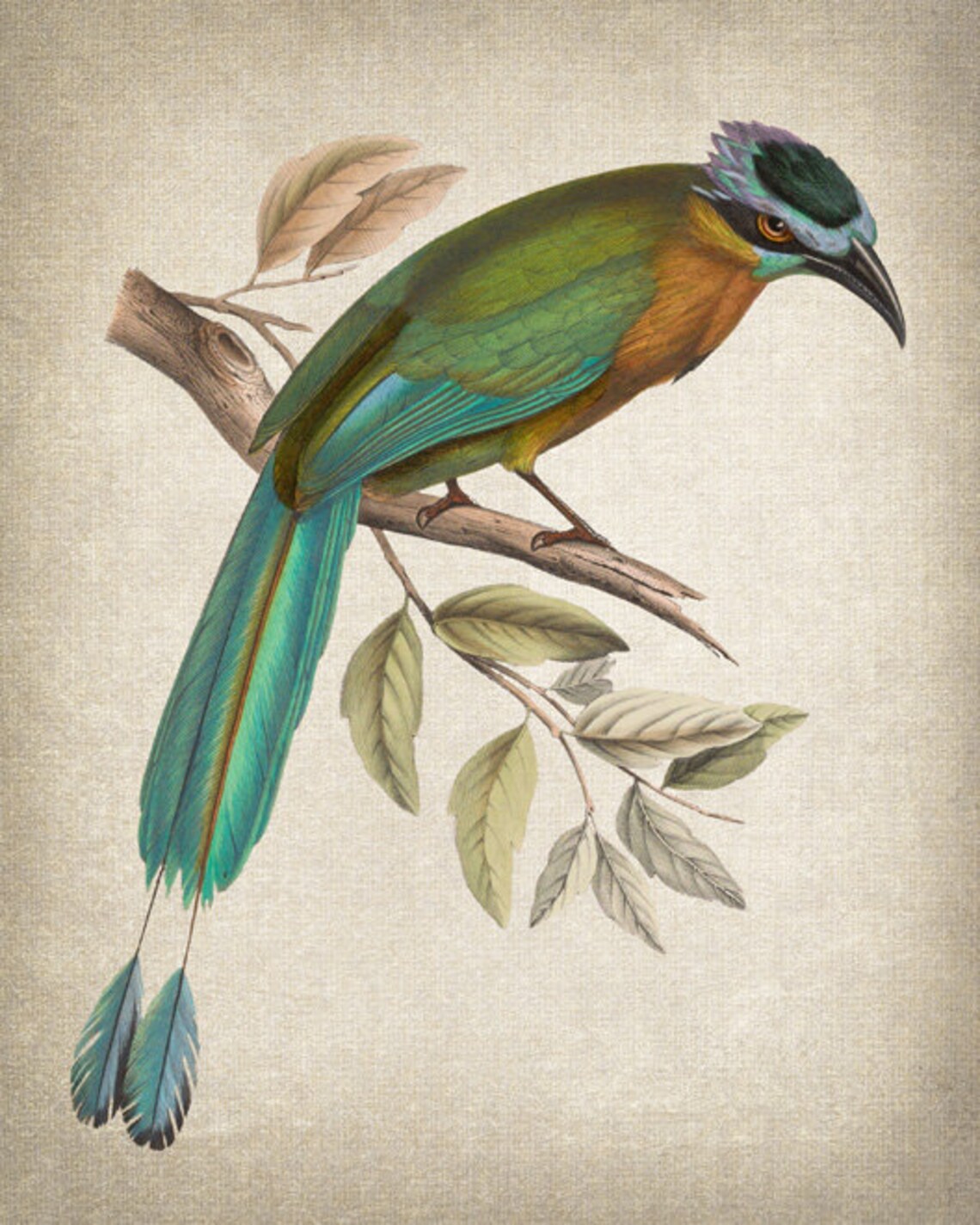 Blue-Crowned Motmot Vintage Illustration Art Print - Image 2
