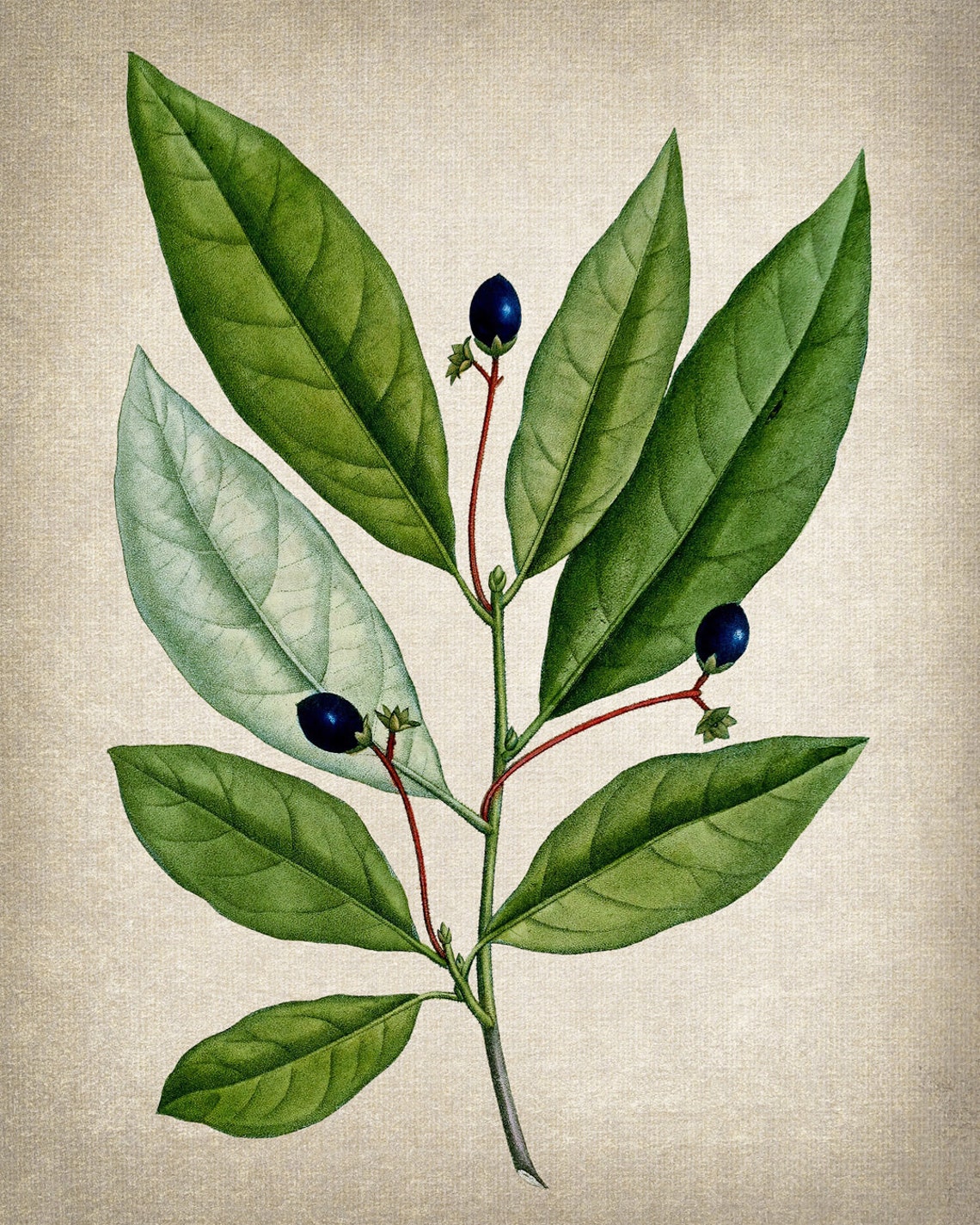 Vintage Green Leaf Branch Dark Blue Berries Botanical Art Poster - Image 2