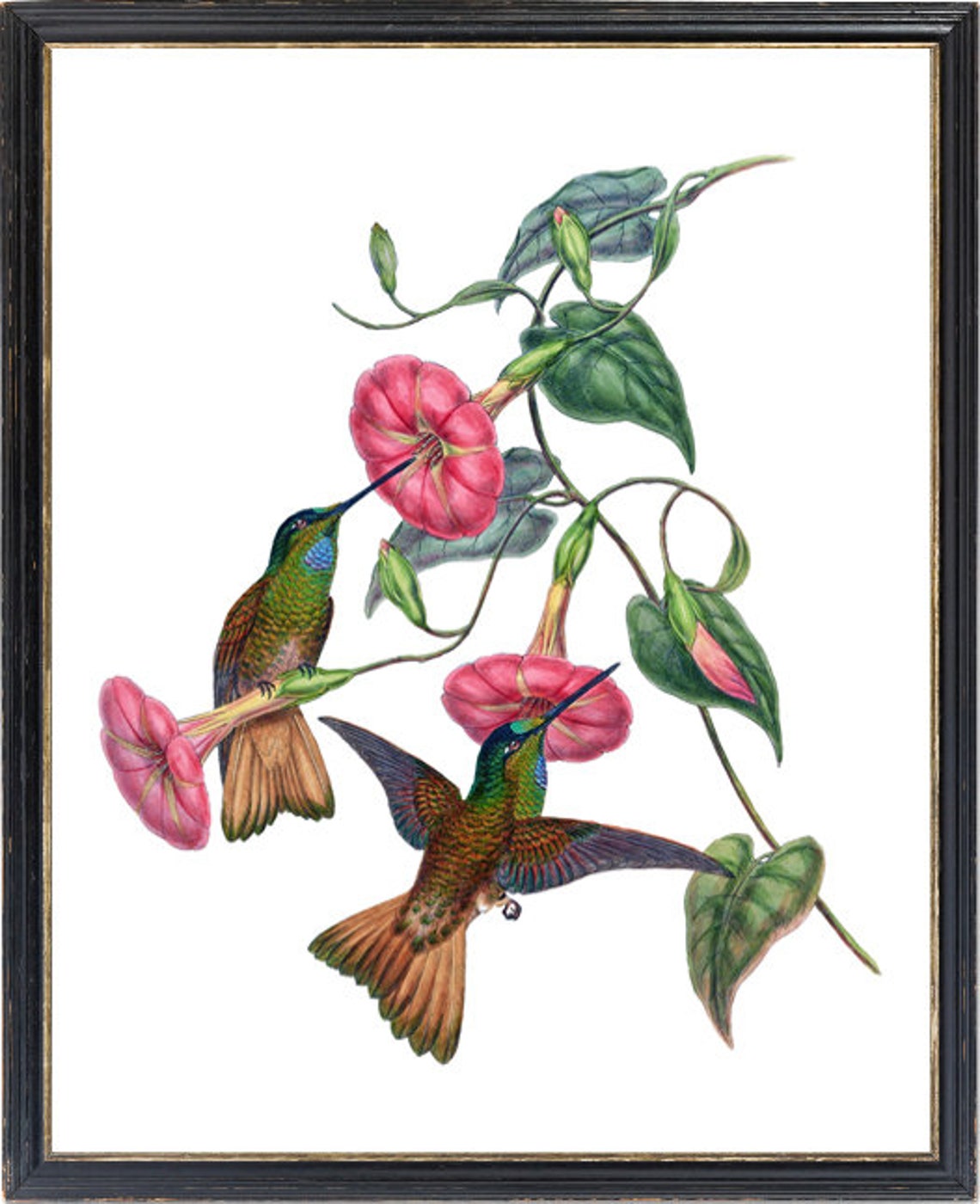 Two Hummingbirds With Morning Glory Vintage Botanical Art Poster - Image 3