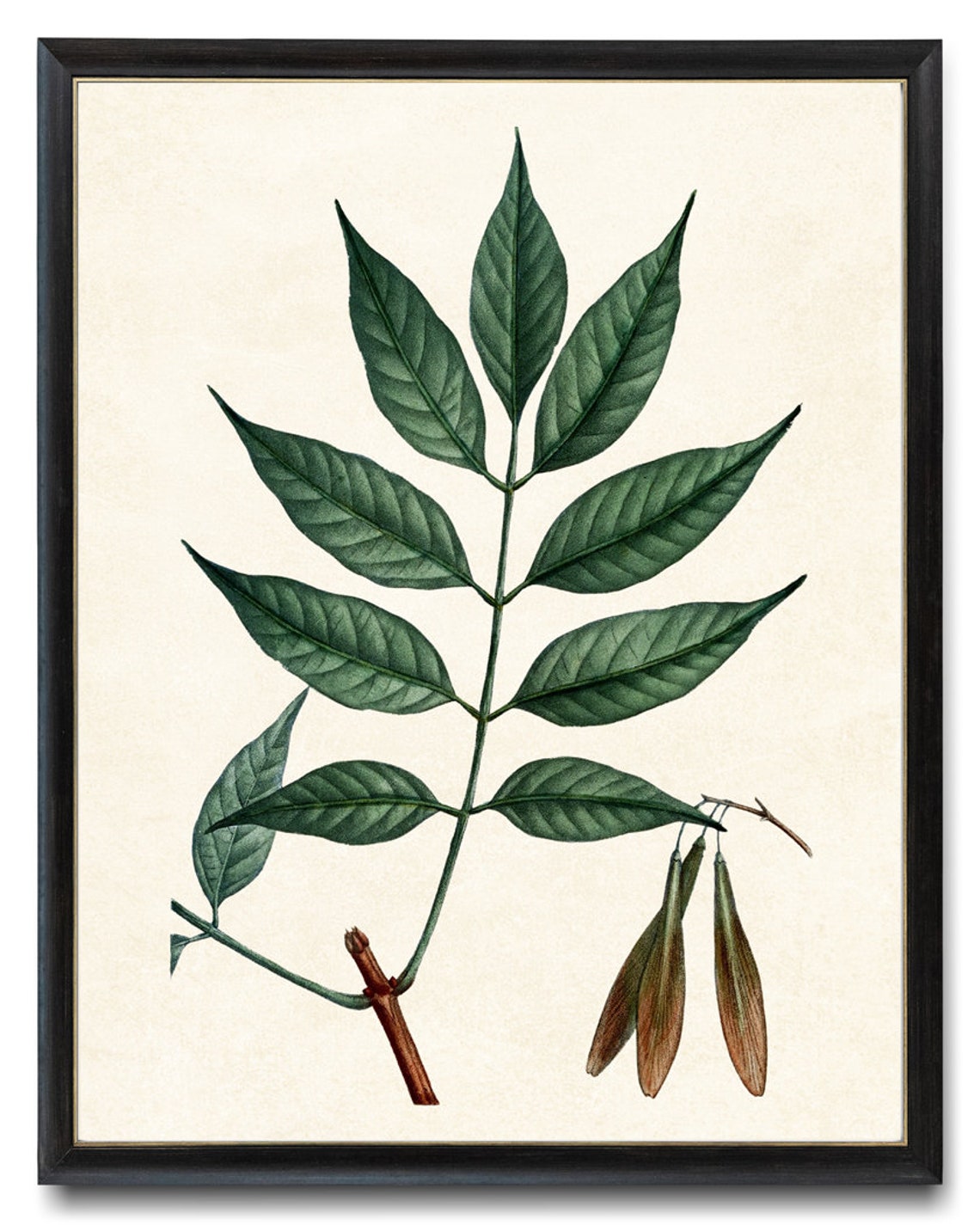 Ash Tree Leaves and Seed Pods Vintage Botanical Illustration Poster - Image 2