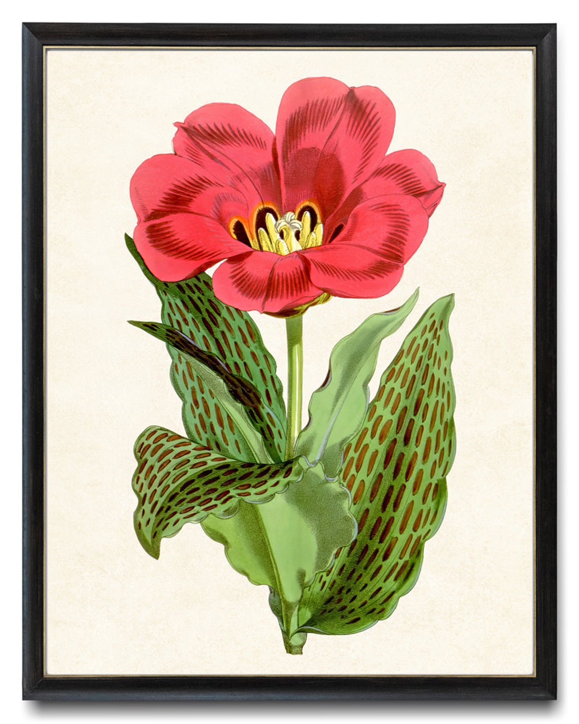 Red Tulip Vintage Botanical Illustration Spring Flower Poster