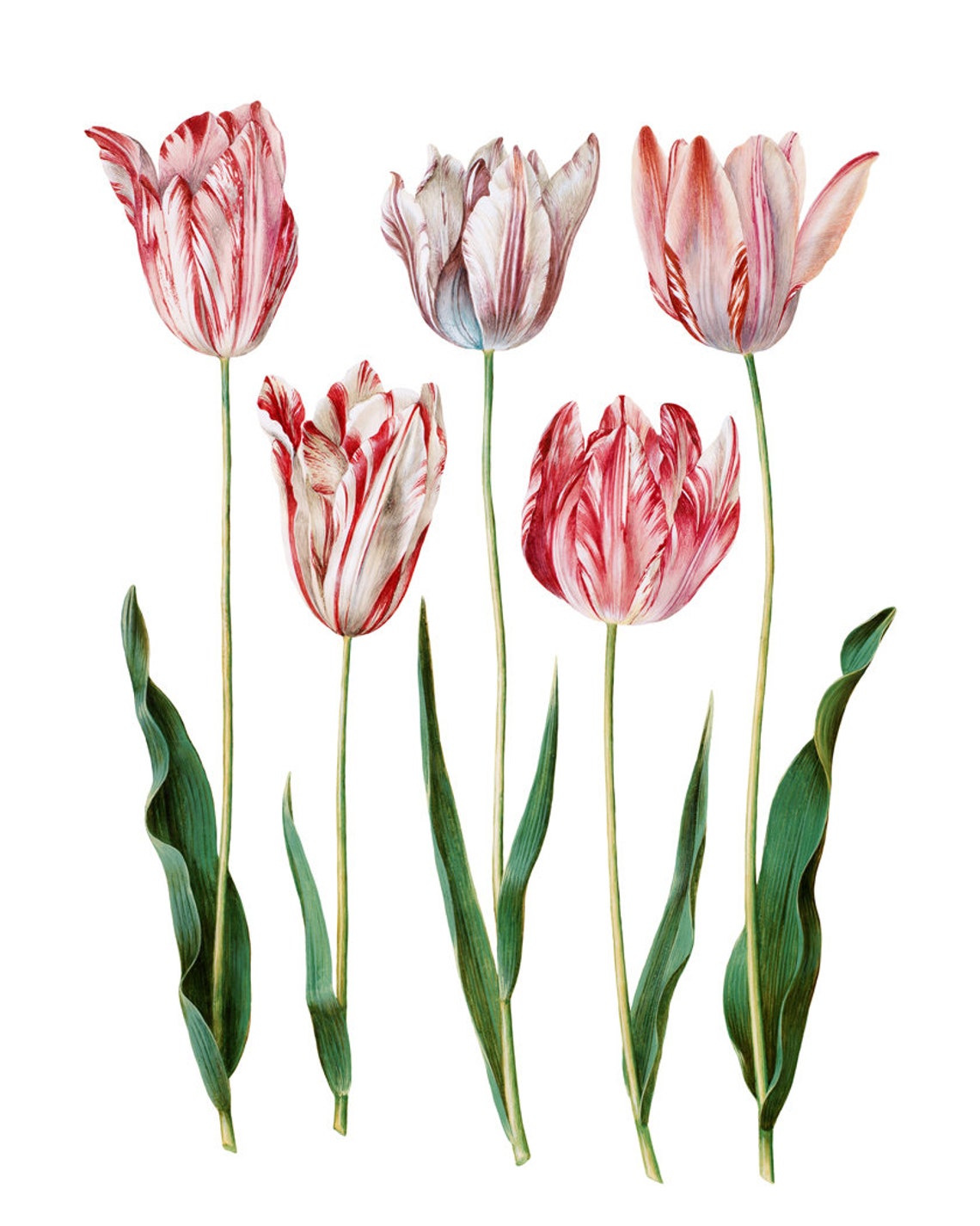 Red and White Striped Tulips Vintage Botanical Flower Poster - Image 2