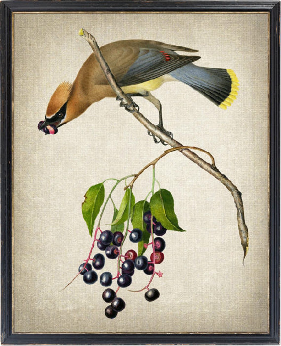 Cedar Waxwing Vintage Bird Illustration Poster Eating Dark Berries