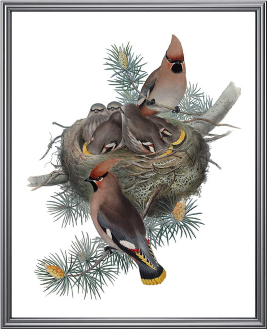 Bohemian Waxwing Birds Vintage Illustration Print - Image 3