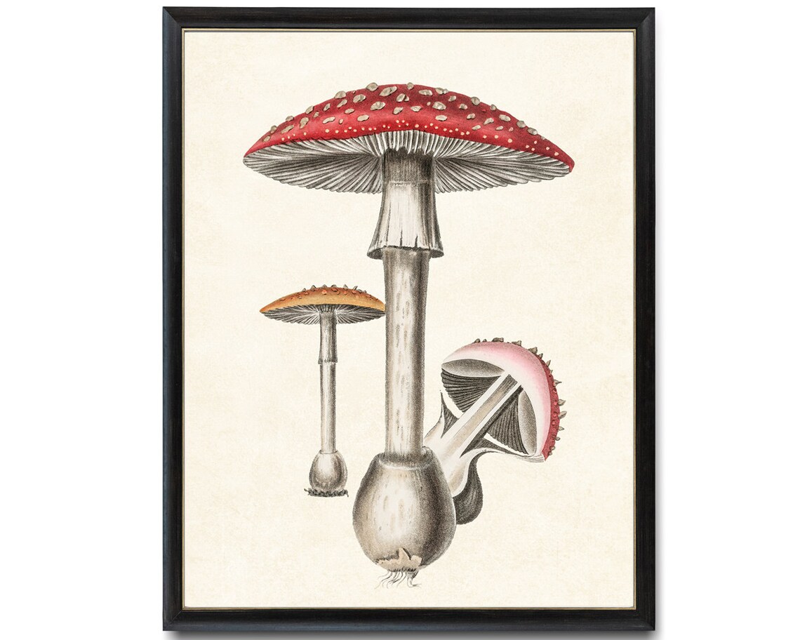 Red Mushrooms Vintage Botanical Illustration Art Print