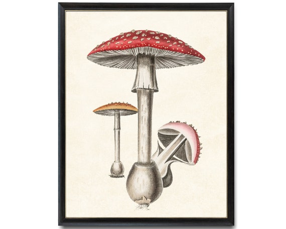 Red Mushrooms Vintage Botanical Illustration Art Print