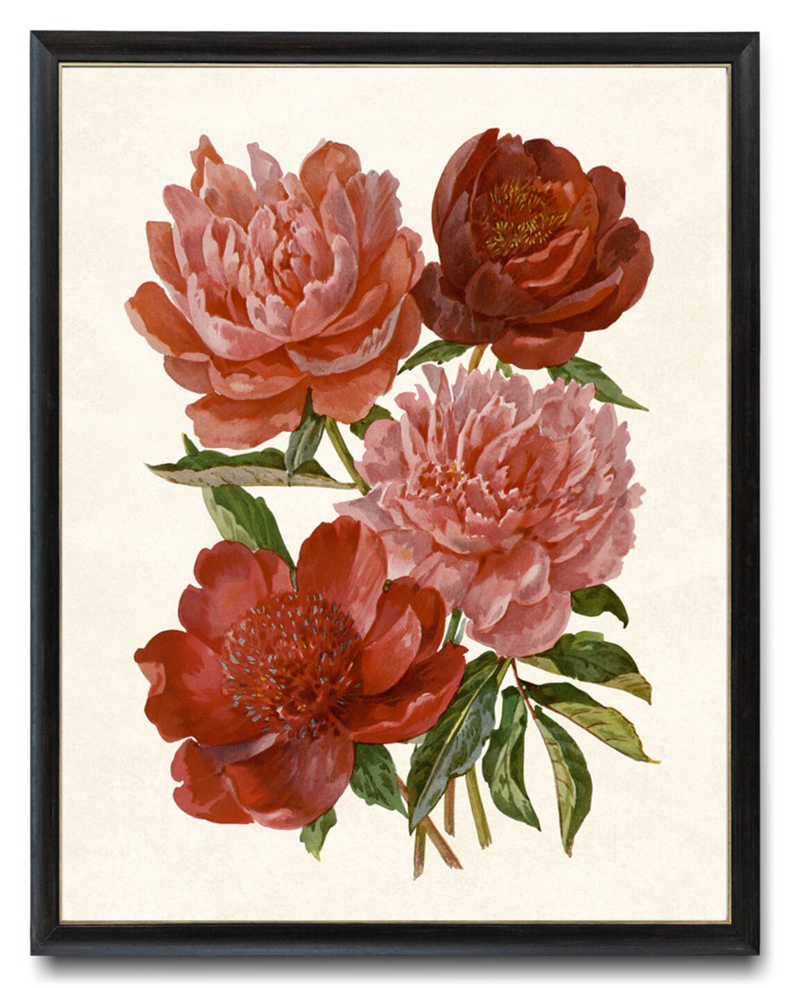 Peony Vintage Flower Illustration Art Print