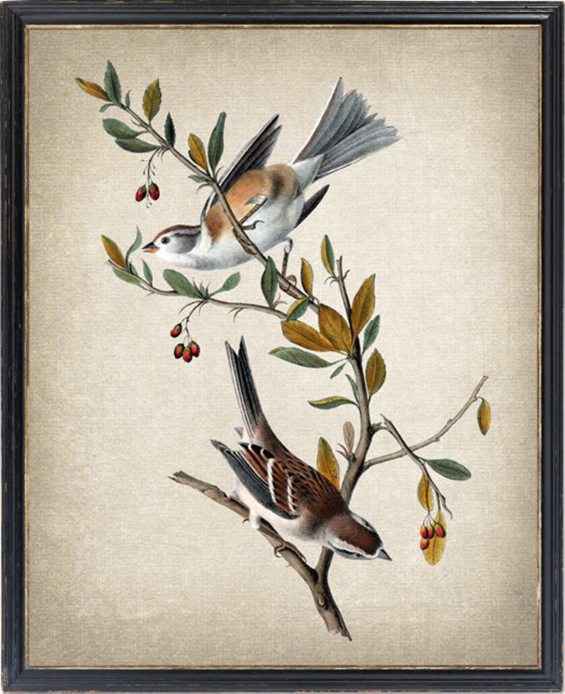 Vintage Bird Illustration, Canada Bunting Bird Print