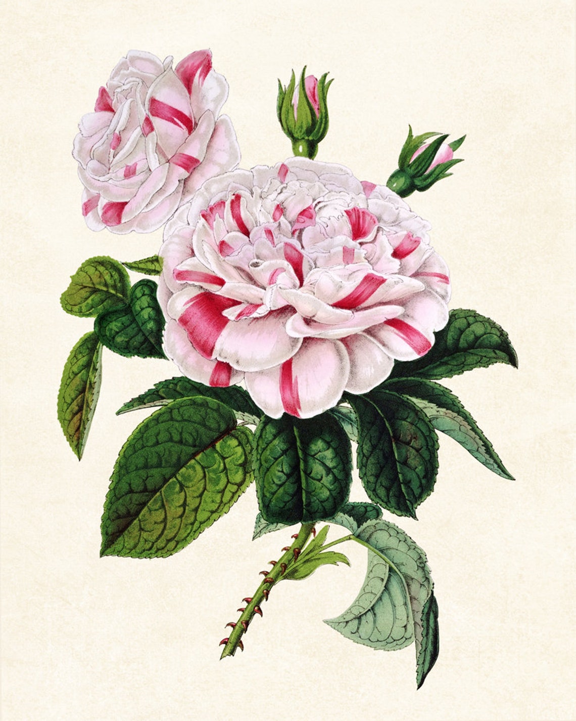 Striped Pink Garden Rose Bloom Vintage Floral Botanical Art Poster - Image 3