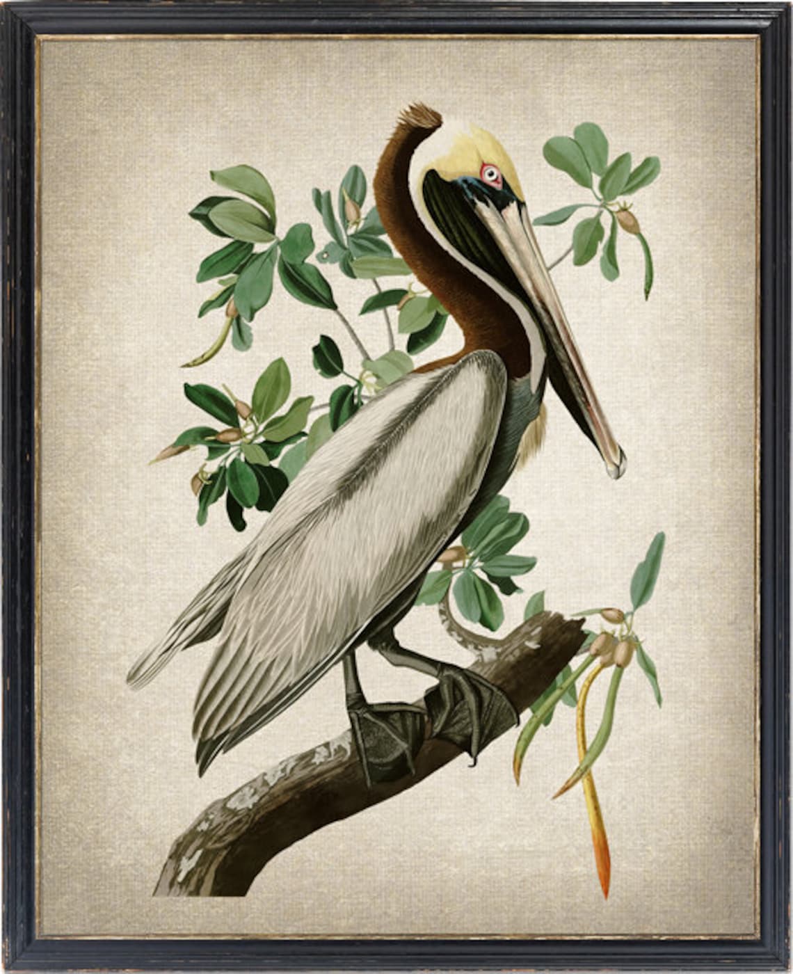 Brown Pelican Vintage Audubon Bird Illustration Print
