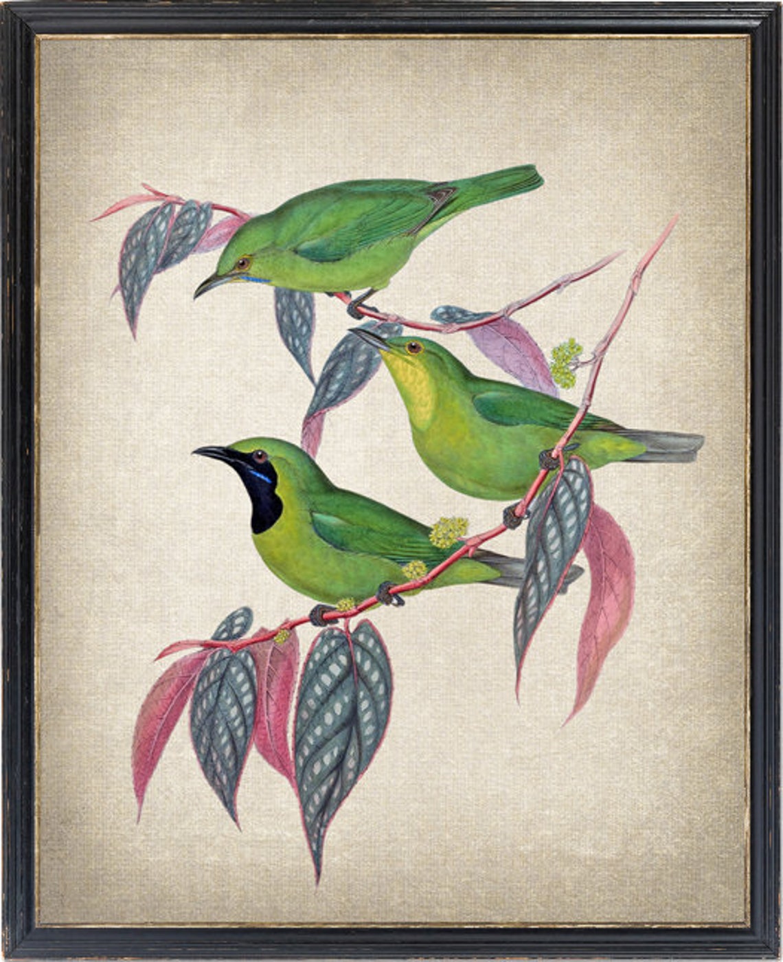 Java Leafbird Trio Classic Antique Ornithological Bird Poster