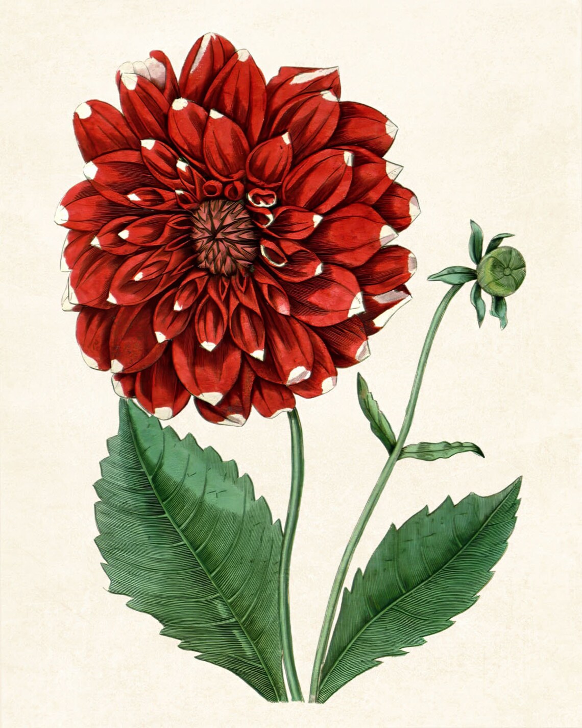 Red Dahlia Vintage Botanical Illustration Garden Flower Poster - Image 3