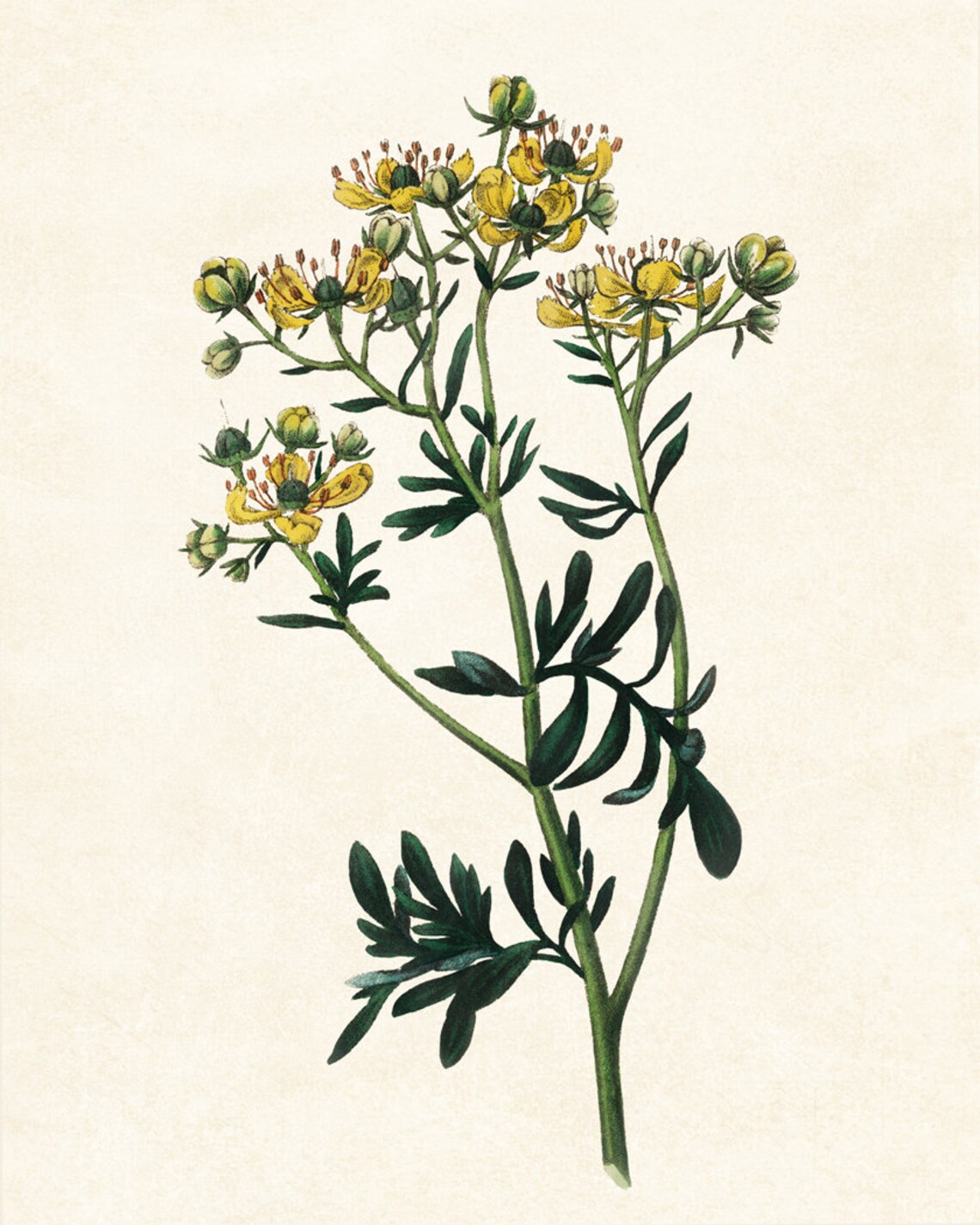 Yellow Herb Flowers with Divided Leaves Vintage Botanical Plate Poster - Image 2