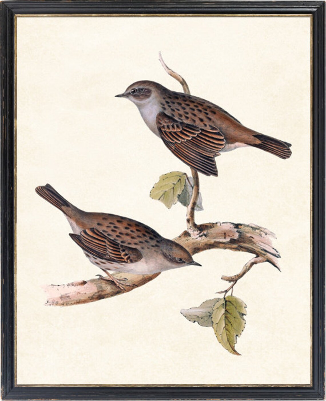 Pair of Spotted Brown Songbirds Vintage Wildlife Bird Art Print - Image 4