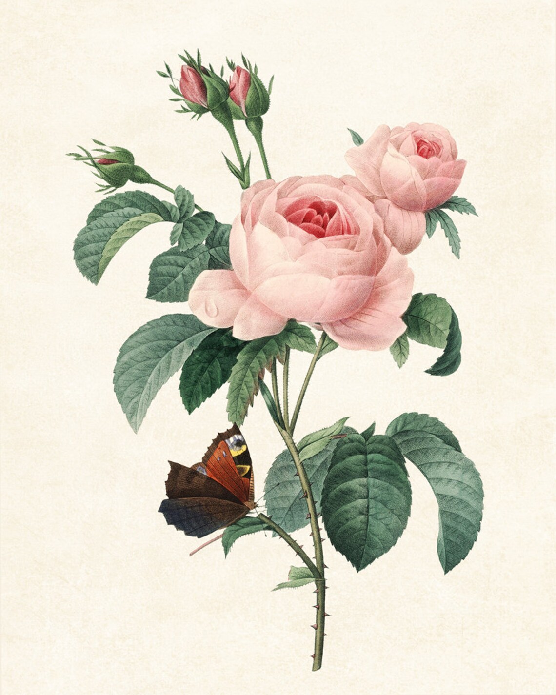 Pink Roses and Butterfly Redoute Style Vintage Botanical Poster - Image 3