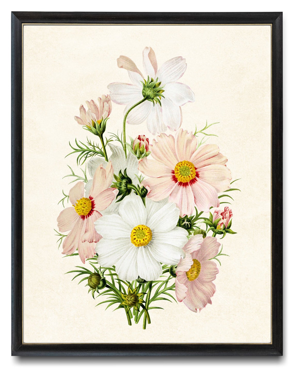 Pink White Cosmos Vintage Botanical Flower Illustration Art Poster - Image 2