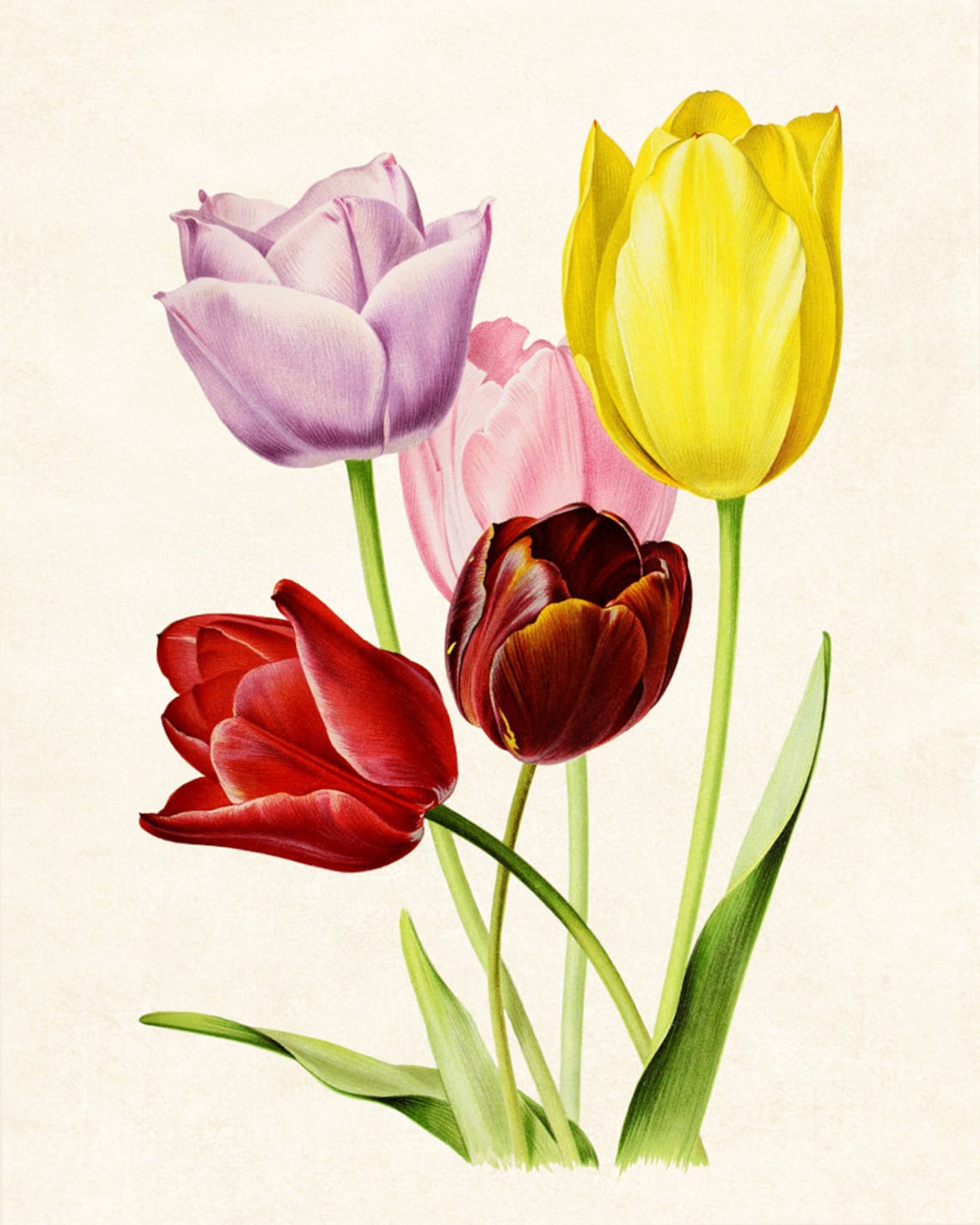 Vintage Tulip Art, Spring Flowers Botanical Print - Image 3
