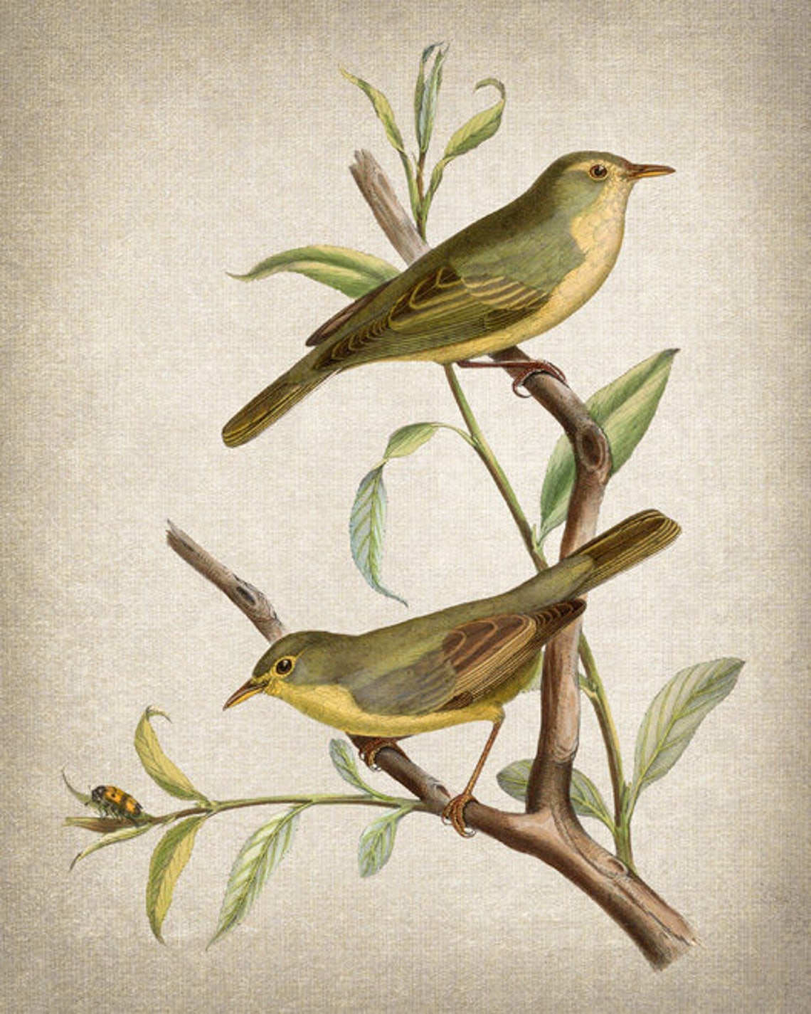 Warbler Birds Vintage Illustration Poster Perched on Leafy Branch - Image 2