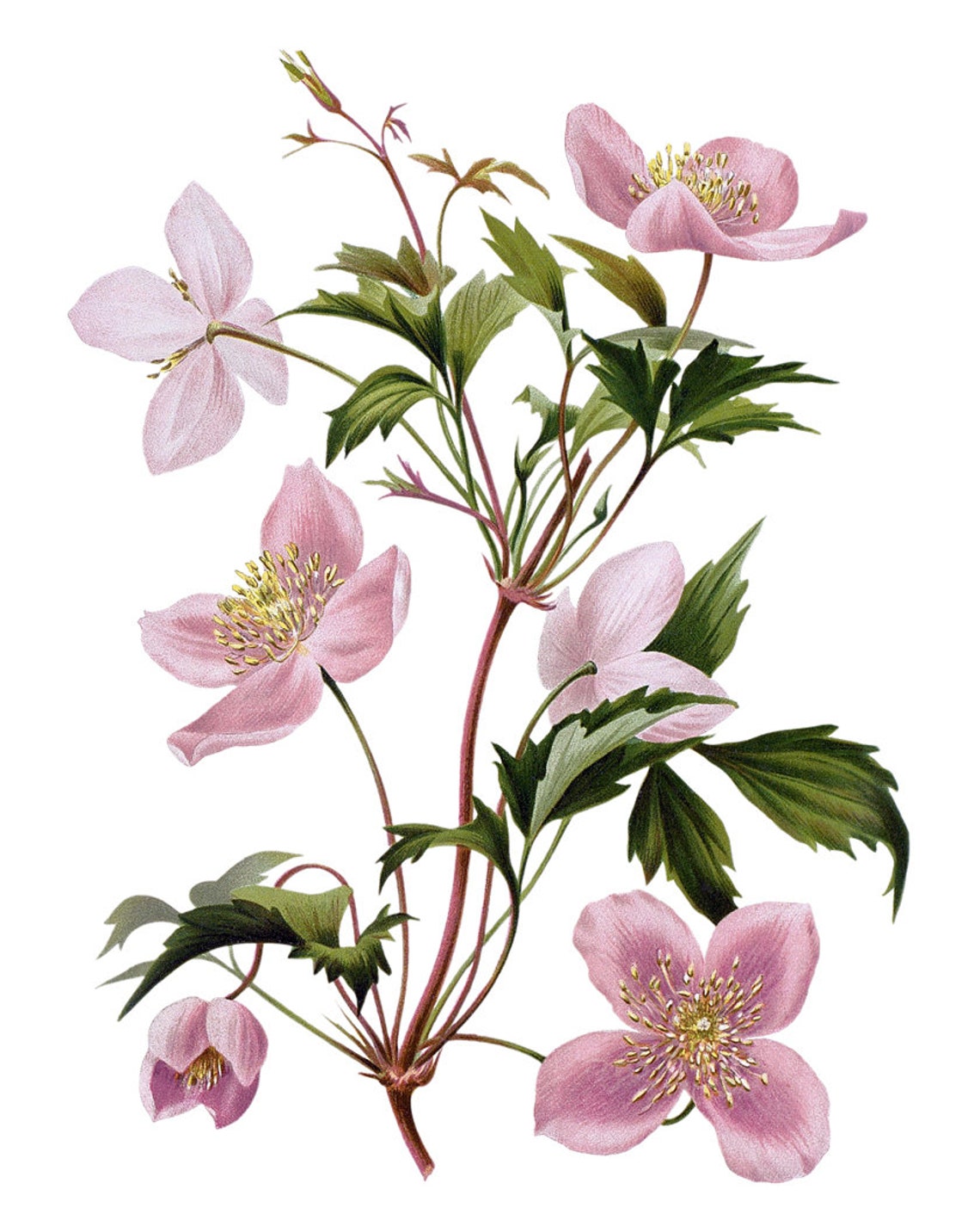 Pink Clematis Blossoms Vintage Botanical Illustration Flower Poster - Image 2