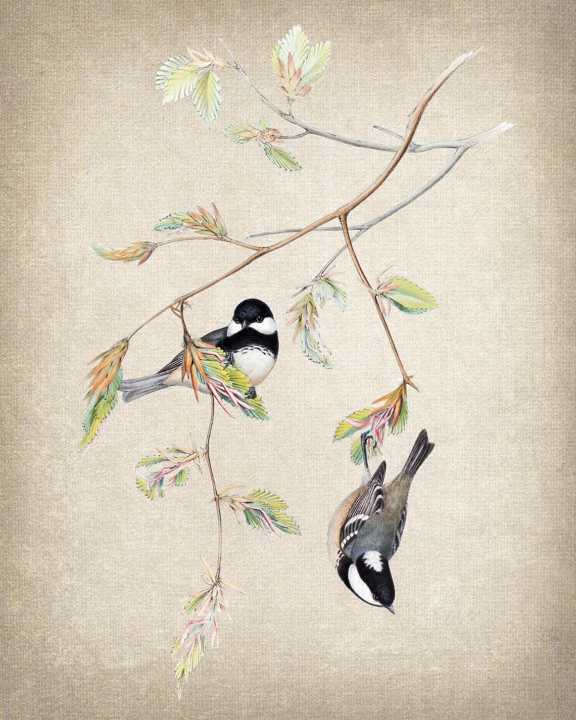 Bird and Botanical Coal Tit Vintage Illustration Art Print - Image 2
