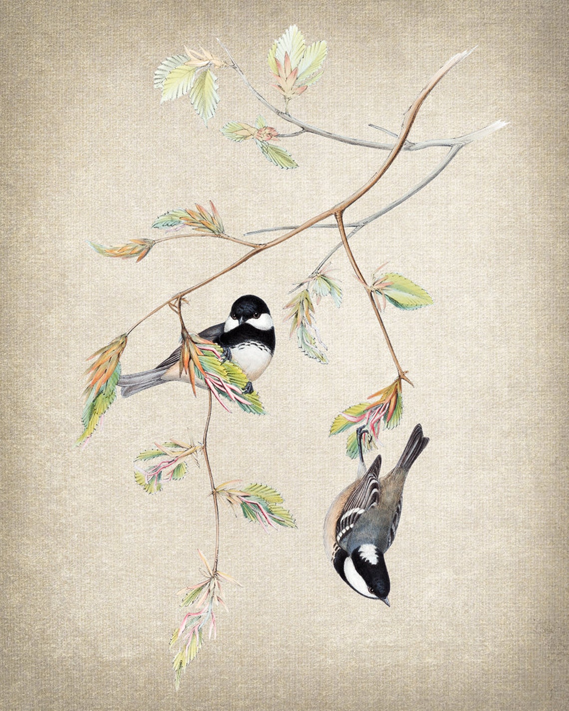 Black Capped Chickadee Pair on Leafy Branch Vintage Illustration Print - Image 2