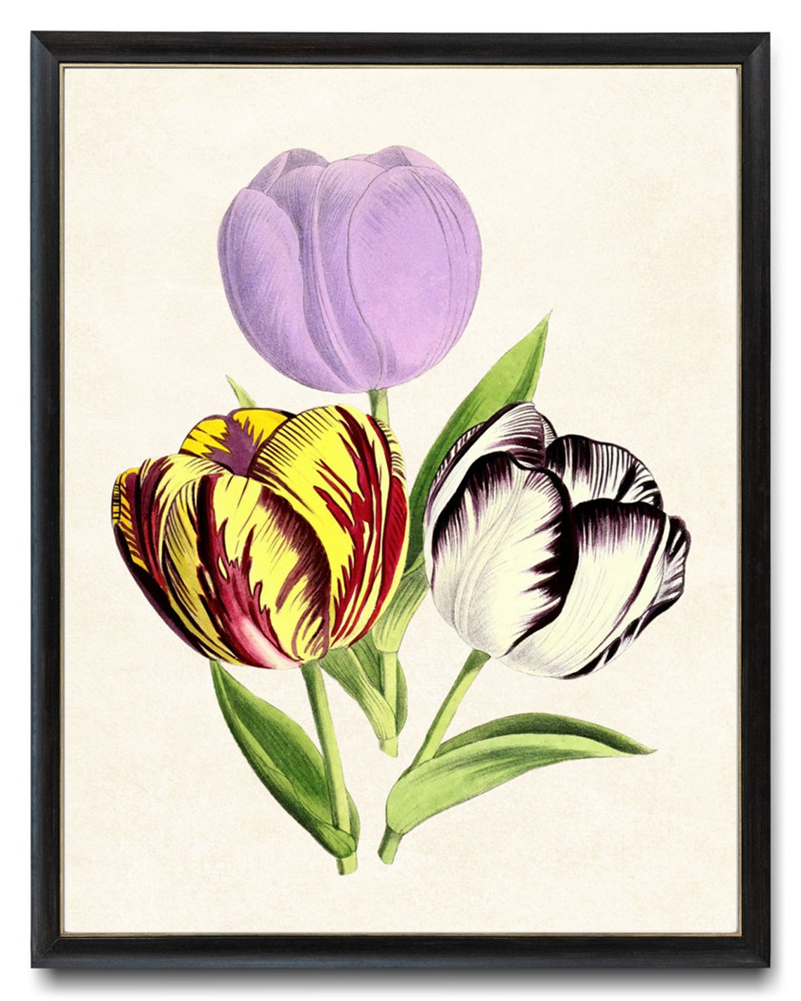 Parrot Tulip Trio Bold Colors Antique Botanical Flower Study Poster