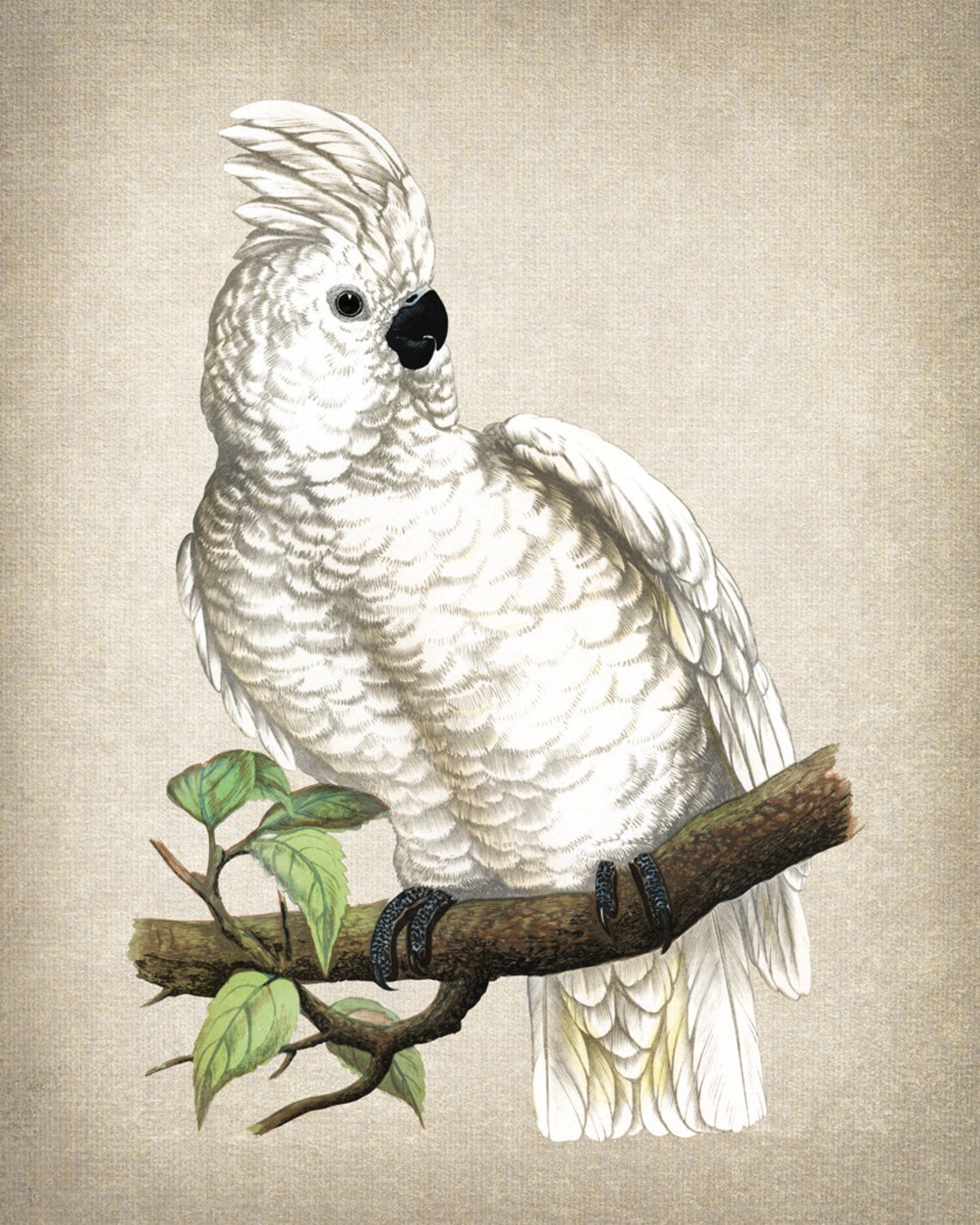 White Crested Cockatoo Vintage Naturalist Parrot Illustration Poster - Image 2