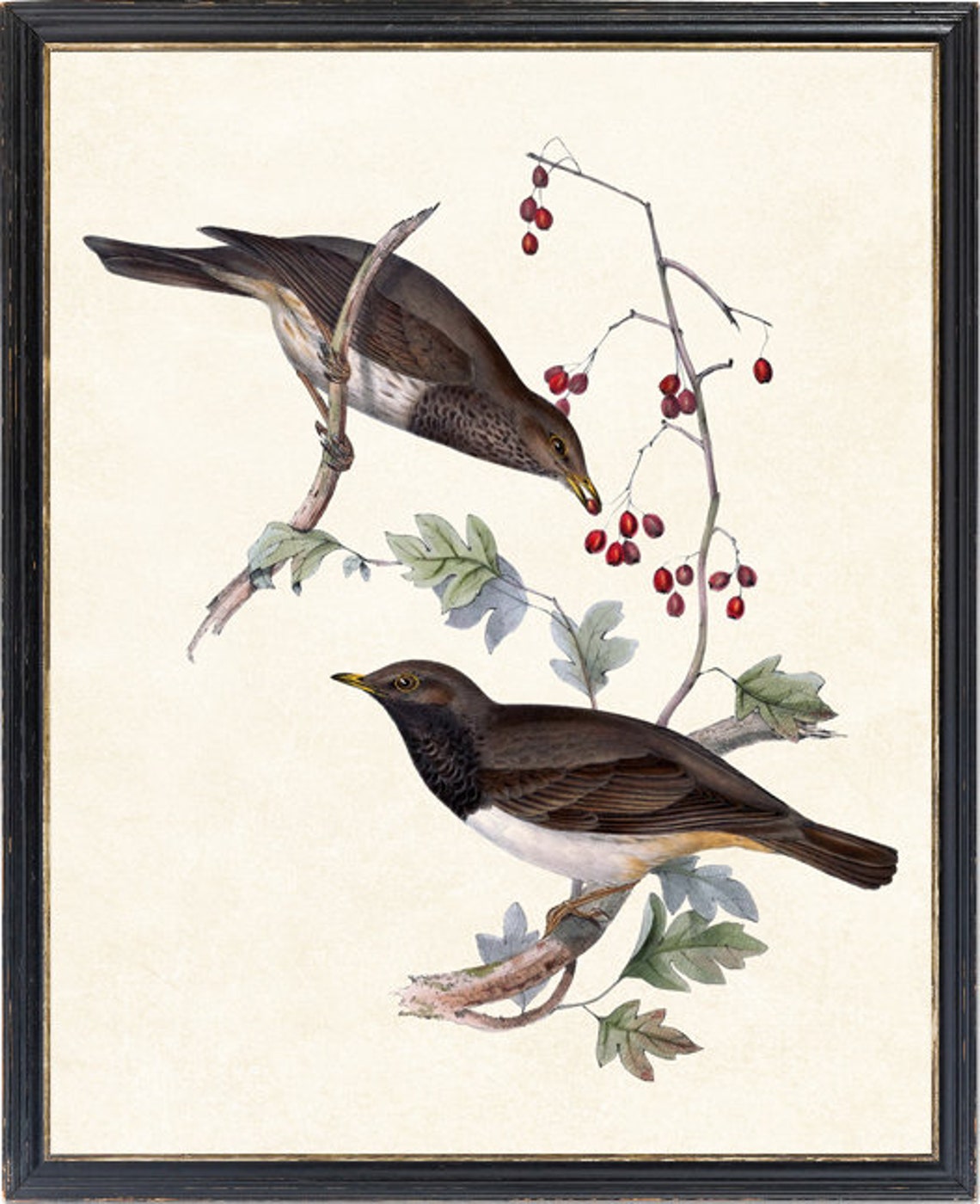 Vintage Songbird Pair Red Berries Antique Bird Illustration Poster - Image 4
