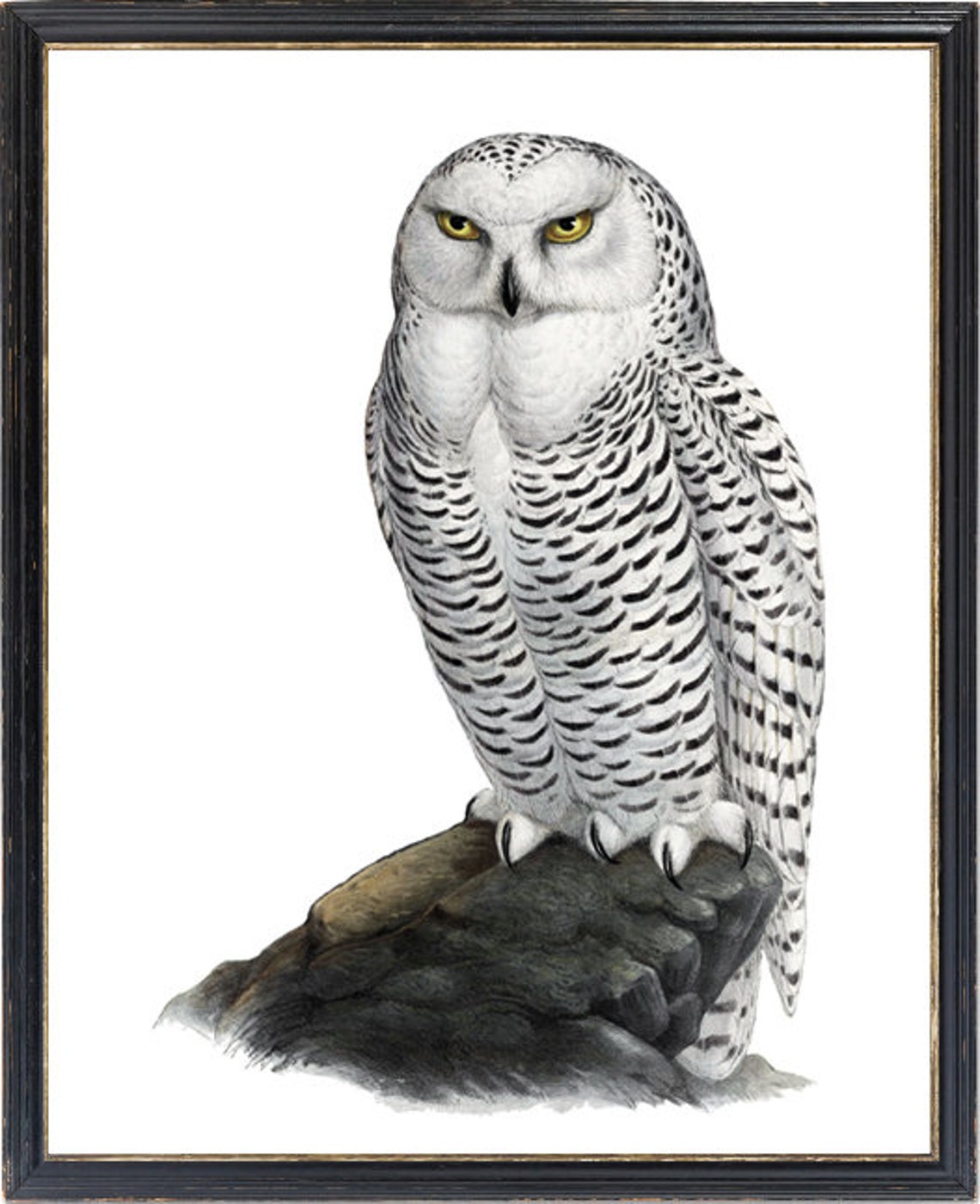 Snowy Owl Vintage Natural History Bird Illustration Art Print - Image 3