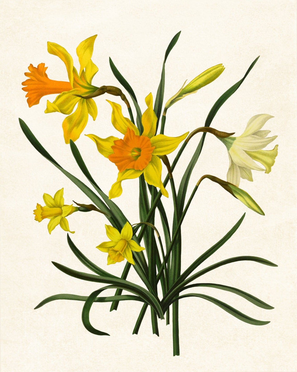 Yellow And White Narcissus Daffodil Vintage Botanical Art Poster - Image 3