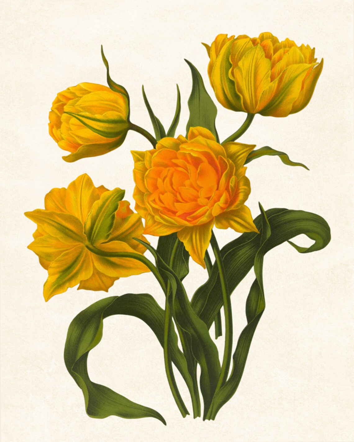 Yellow Tulips Vintage Botanical Flower Illustration Bright Spring Floral Poster - Image 3