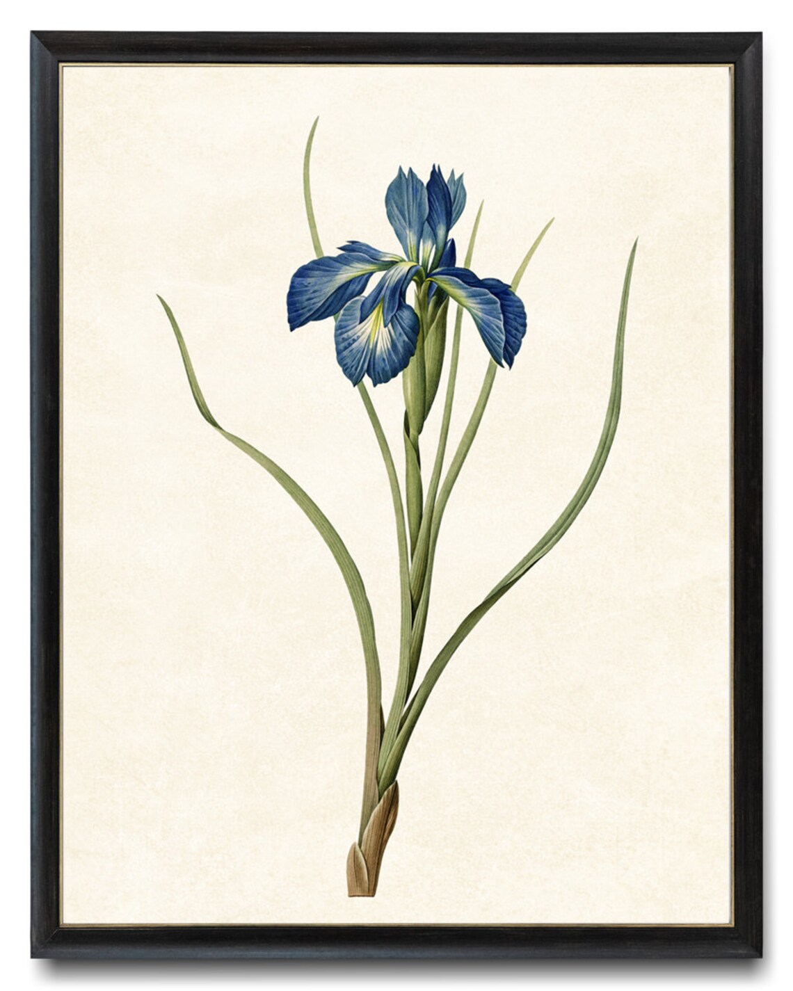 Blue Iris Antique Illustration, Minimal Floral Art Print