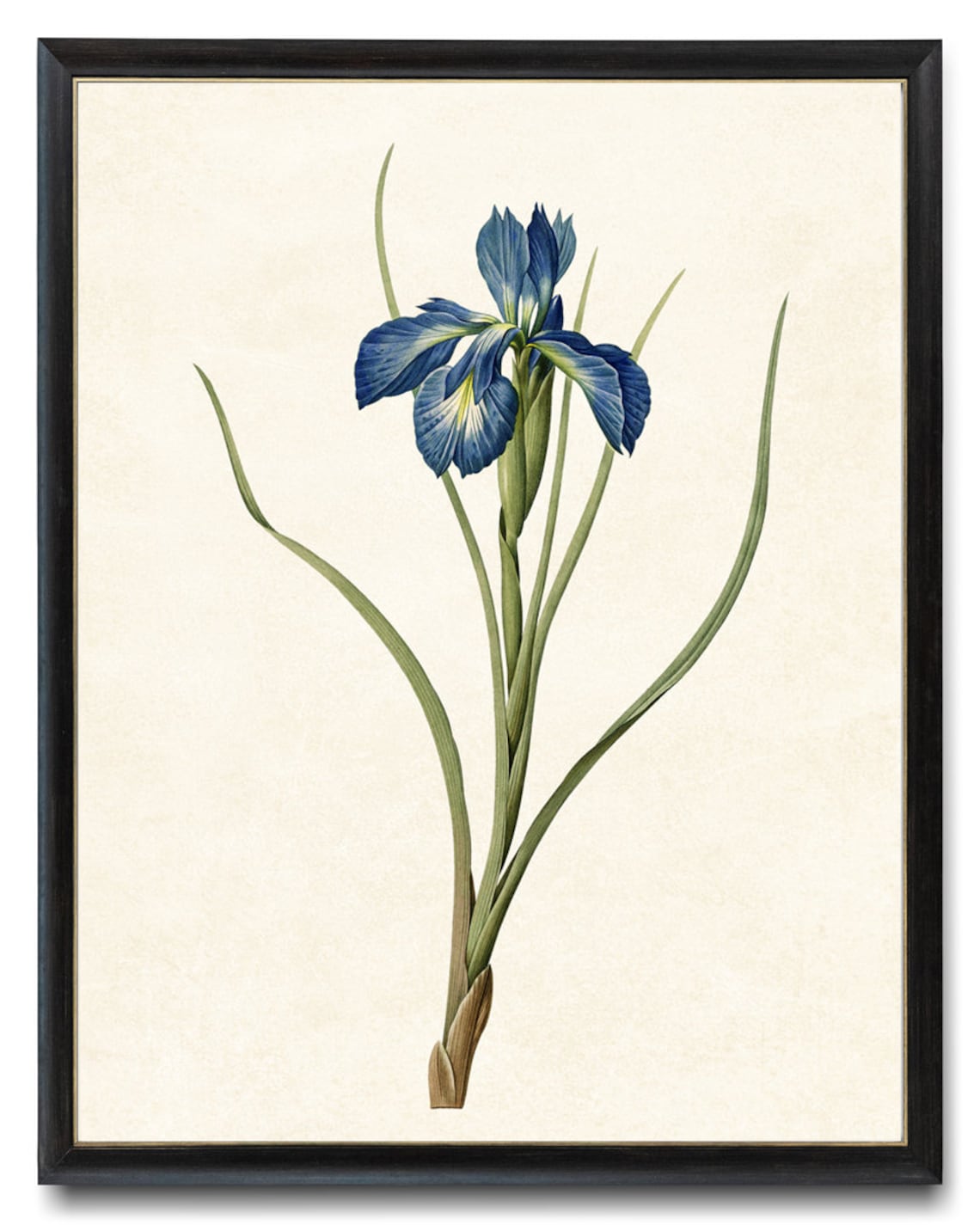 Blue Iris Minimalist Botanical Art Print