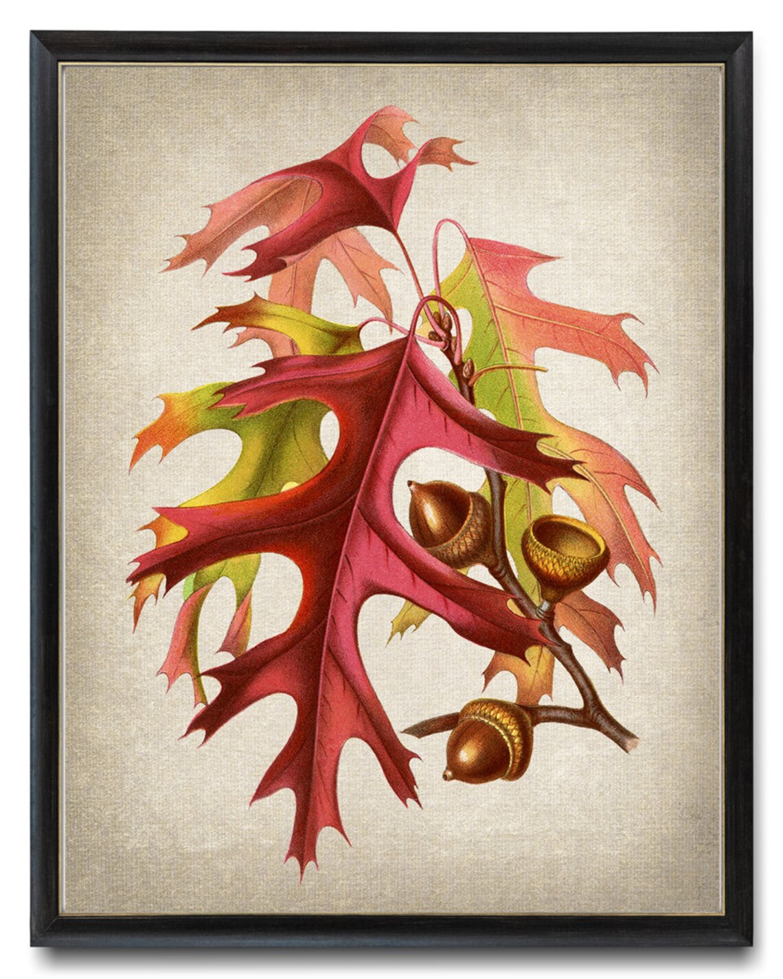 Autumn Leaves and Acorns Vintage Illustration Art Print