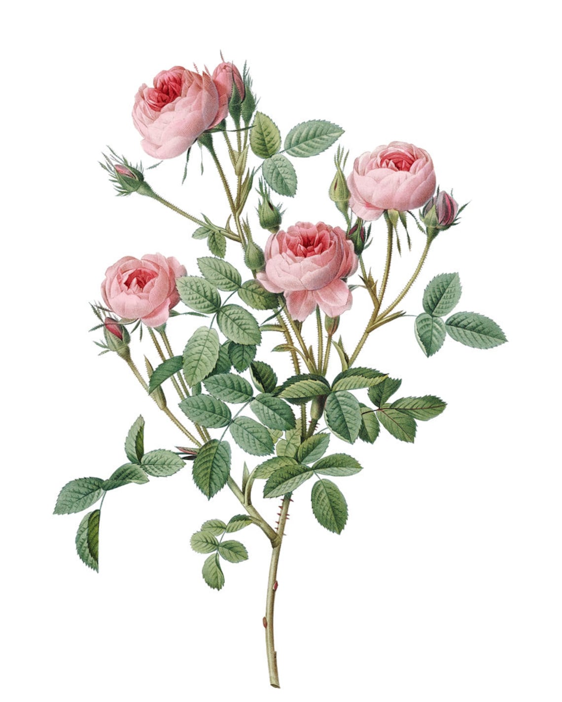 Pink Rose Art by P.J. Redouté, Vintage Botanical - Image 2