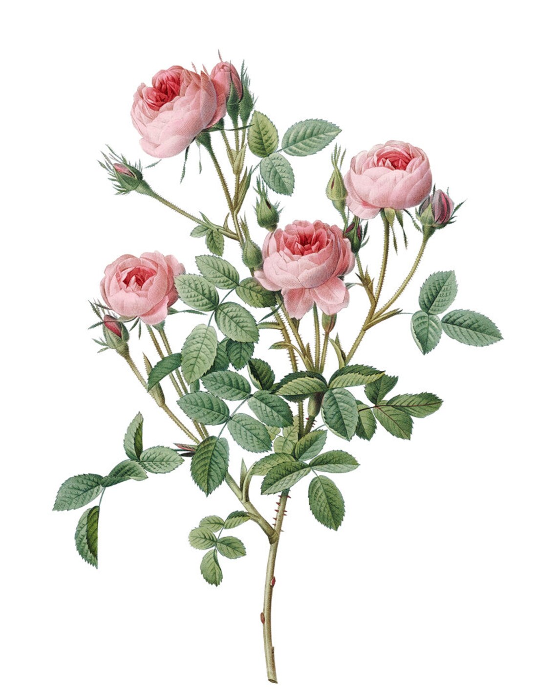 Pink Rose Art, Redoute Vintage Roses Poster - Image 2