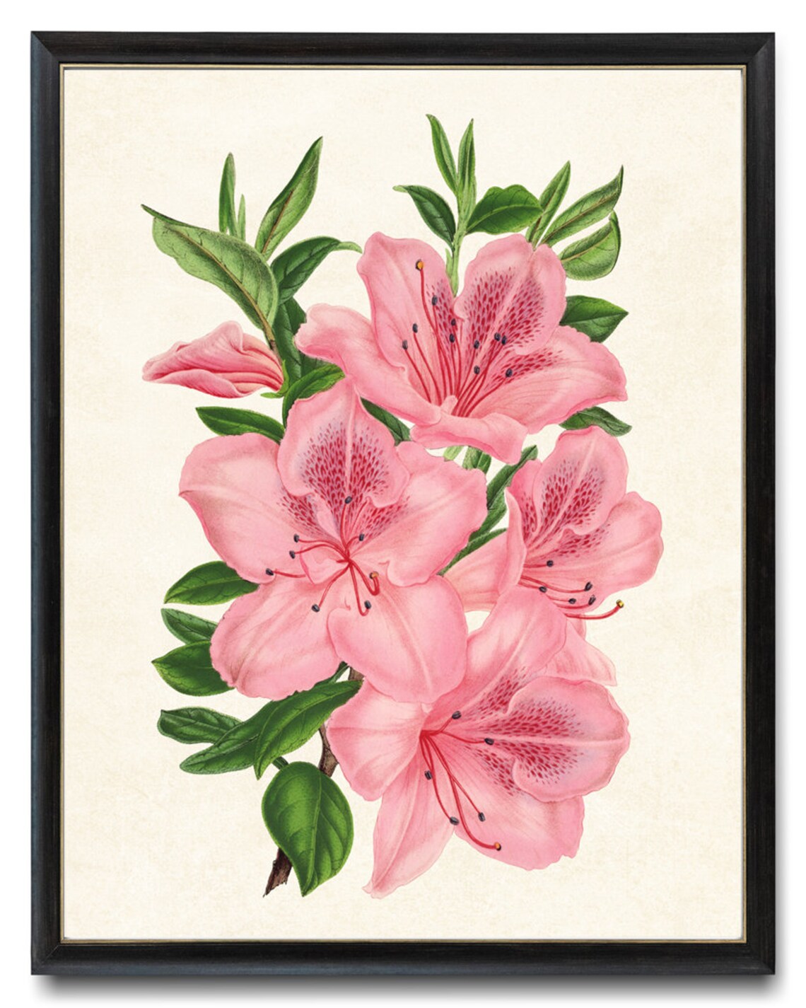 Pink Azaleas Vintage Flower Illustration Art Print